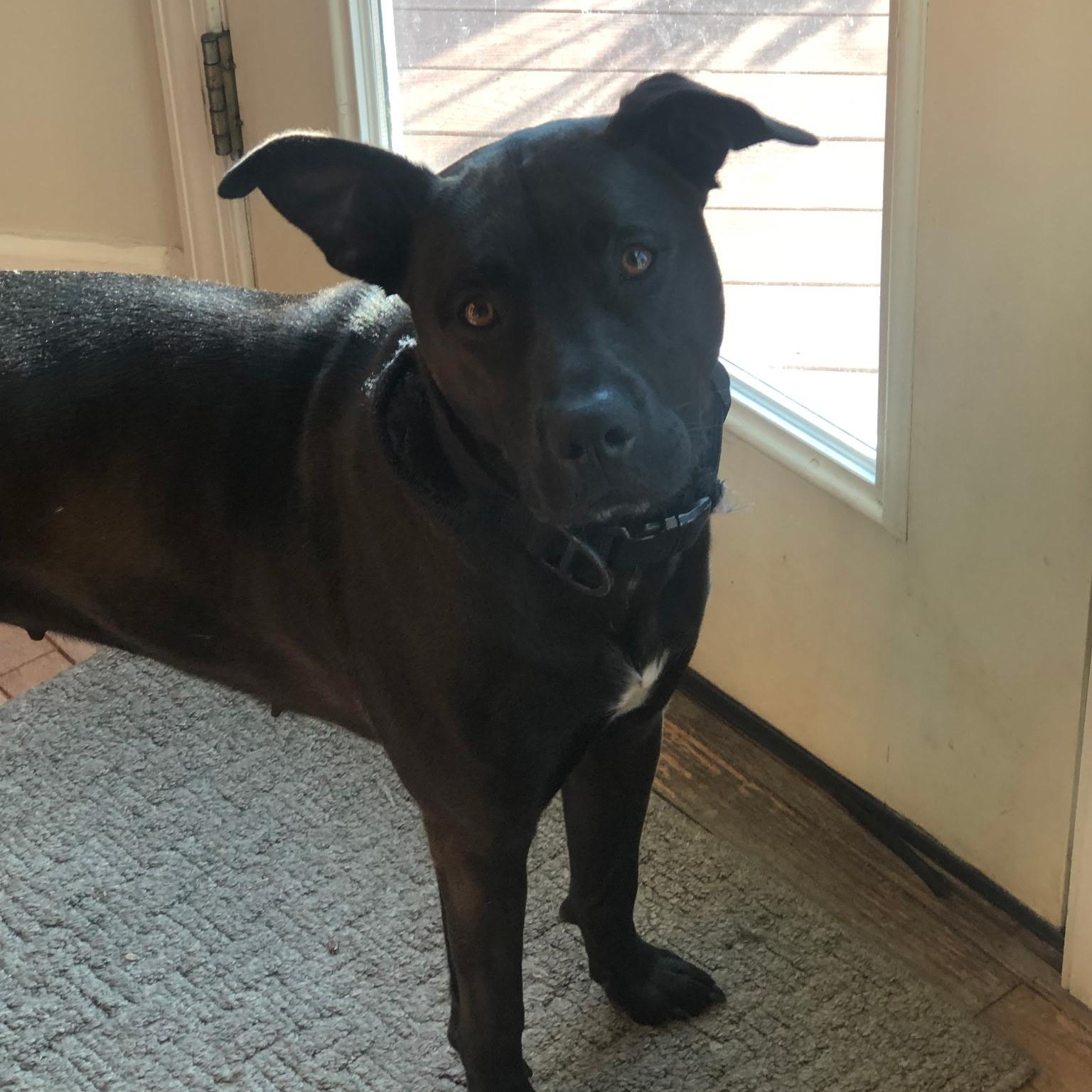 Lexie, a Adoptable mixed breed in Chesapeake Beach, MD image 1/6