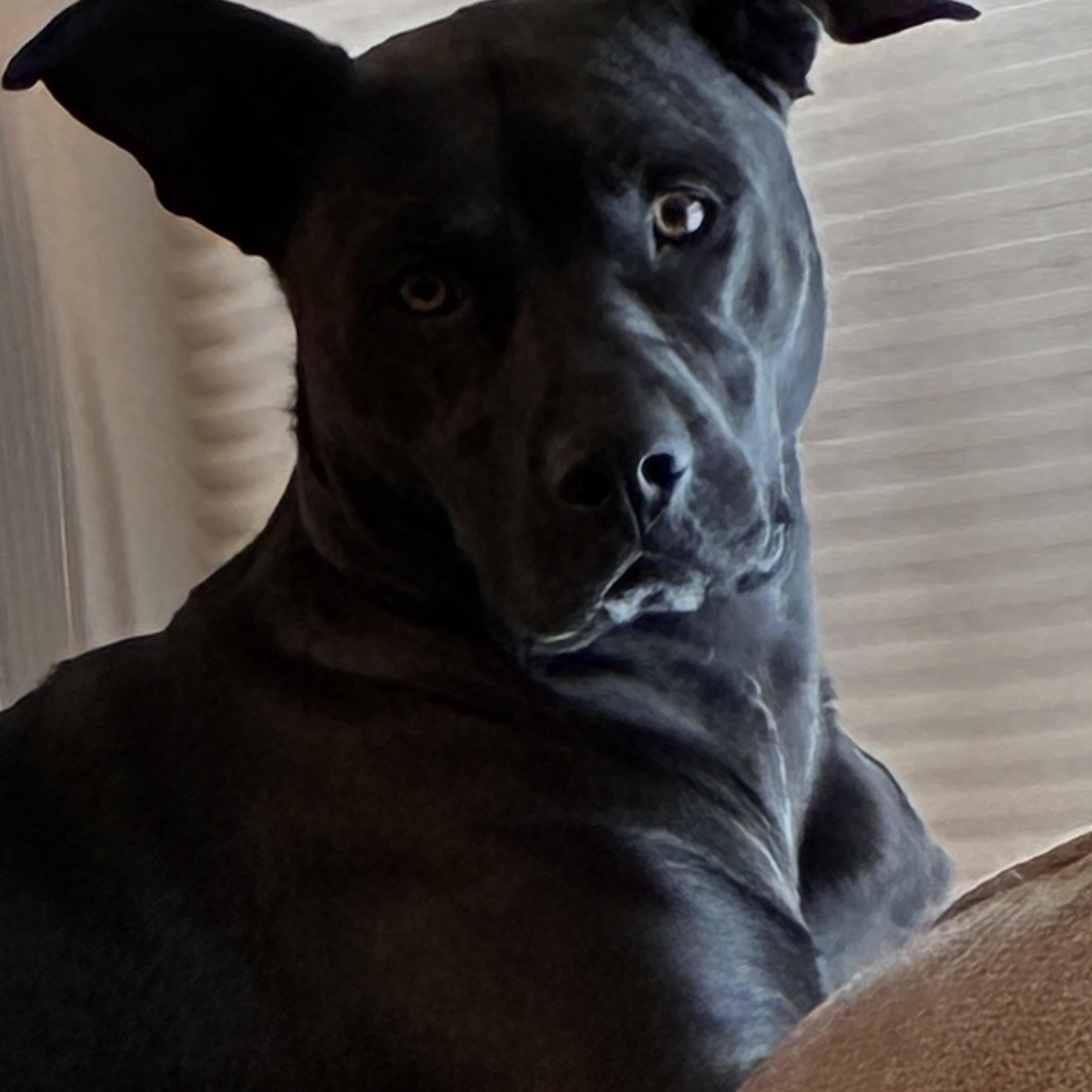 Enlarge Lexie, a Adoptable mixed breed in Chesapeake Beach, MD image 2/6