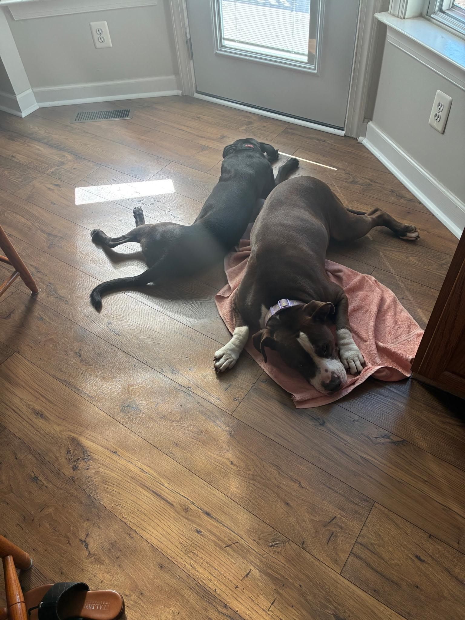 Lexie, a Adoptable mixed breed in Chesapeake Beach, MD image 3/6