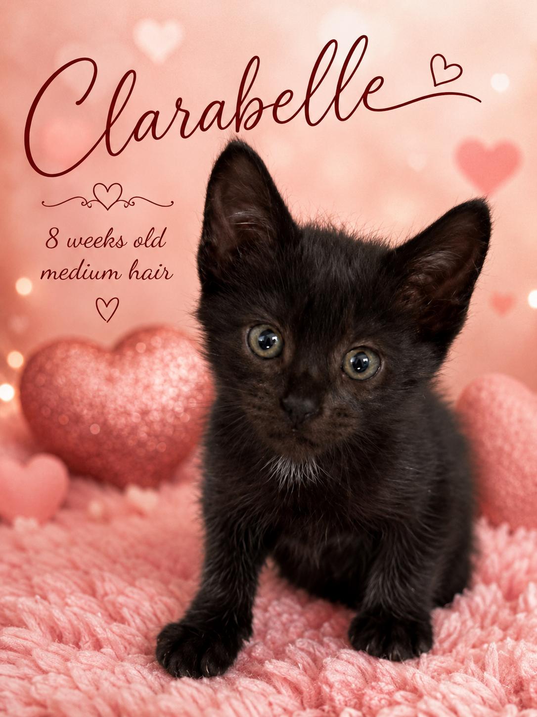 BLACK MALE AND FEMALE KITTENS ( AVAILABLE AT PETSMART NORTHWEST RENO), ADOPTABLE, Young Female Domestic Short Hair.