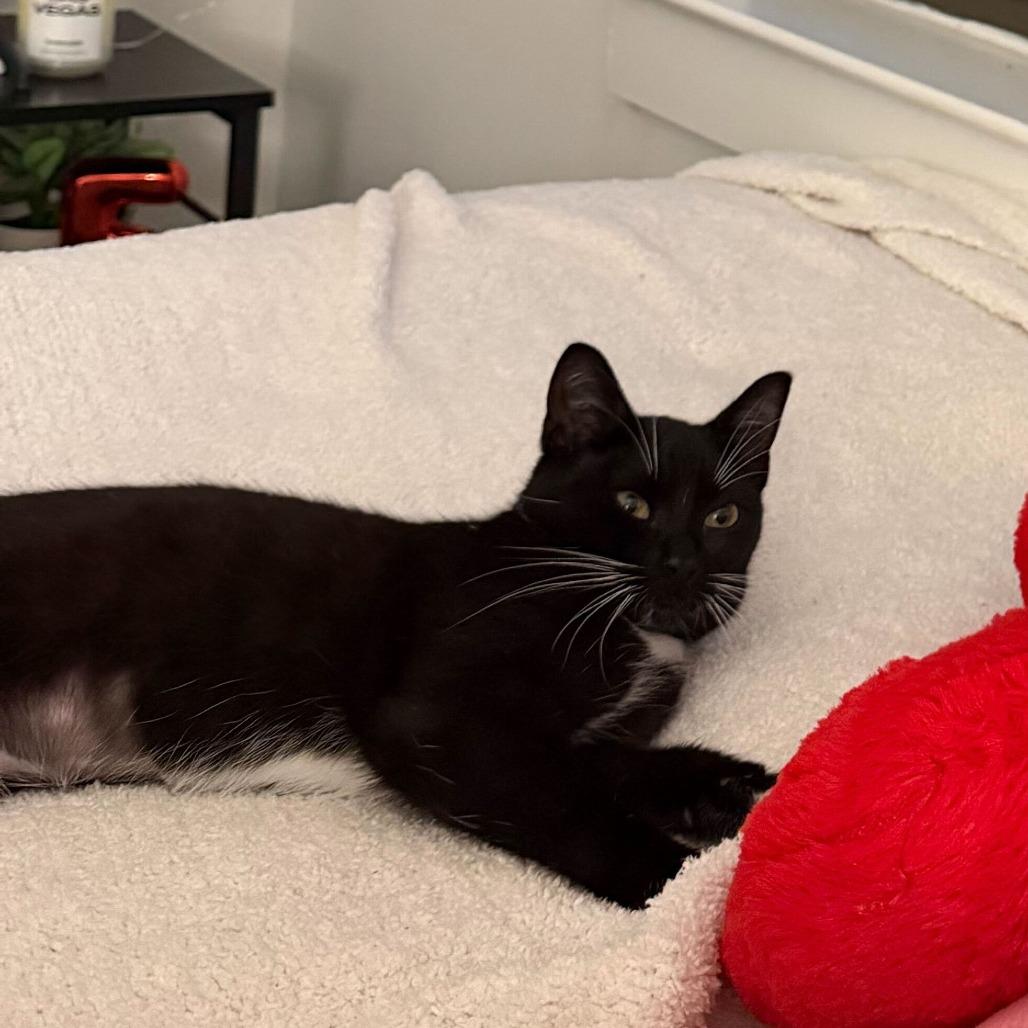 Panda, Adoptable, Kitten Male Domestic Short Hair.