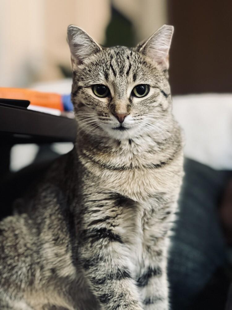 Tiny Hermione — thumbnail 3