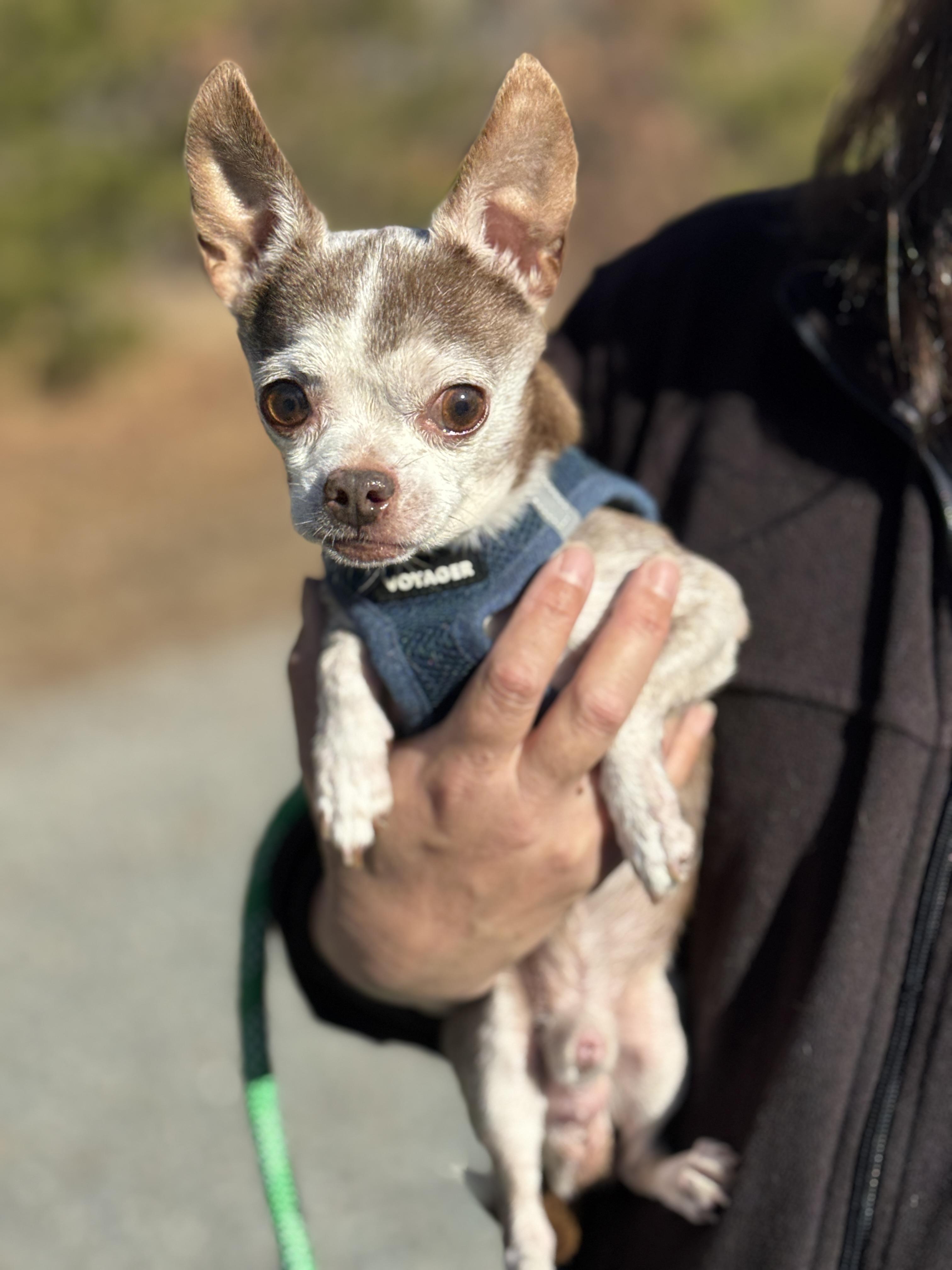 Baxter, ADOPTABLE, Adult Male Chihuahua.