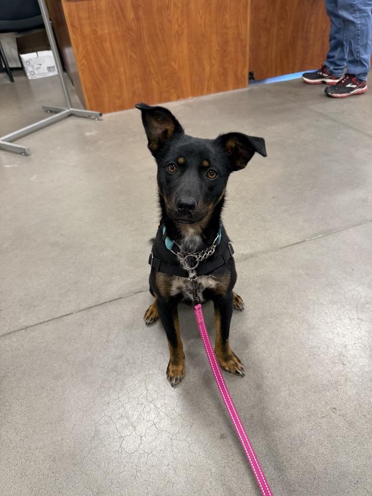 Myrtle, Adoptable, Young Female Australian Kelpie & Mixed Breed.