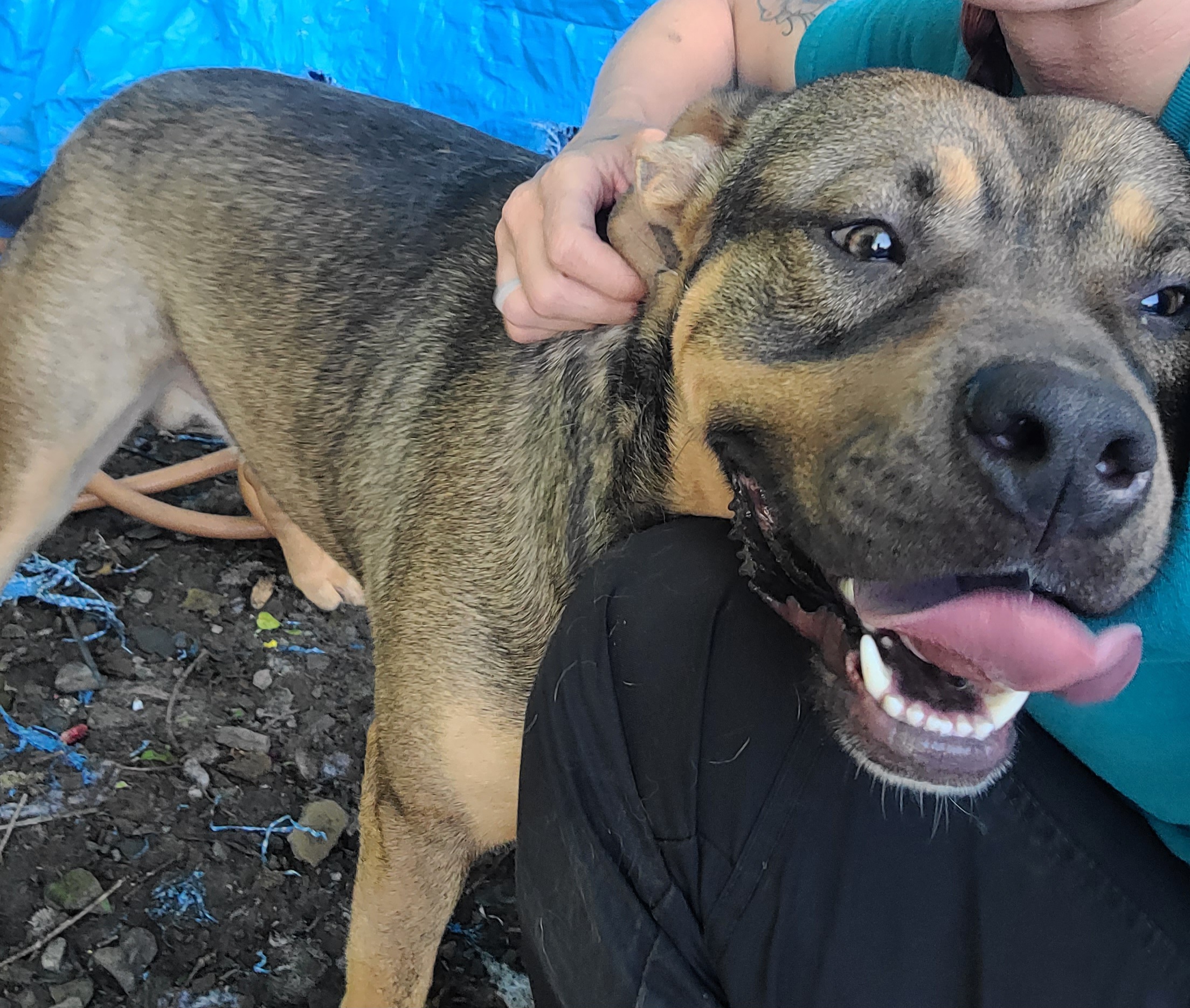 Enlarge Fisher, a Adoptable Mixed Breed in McCrory, AR image 5/5