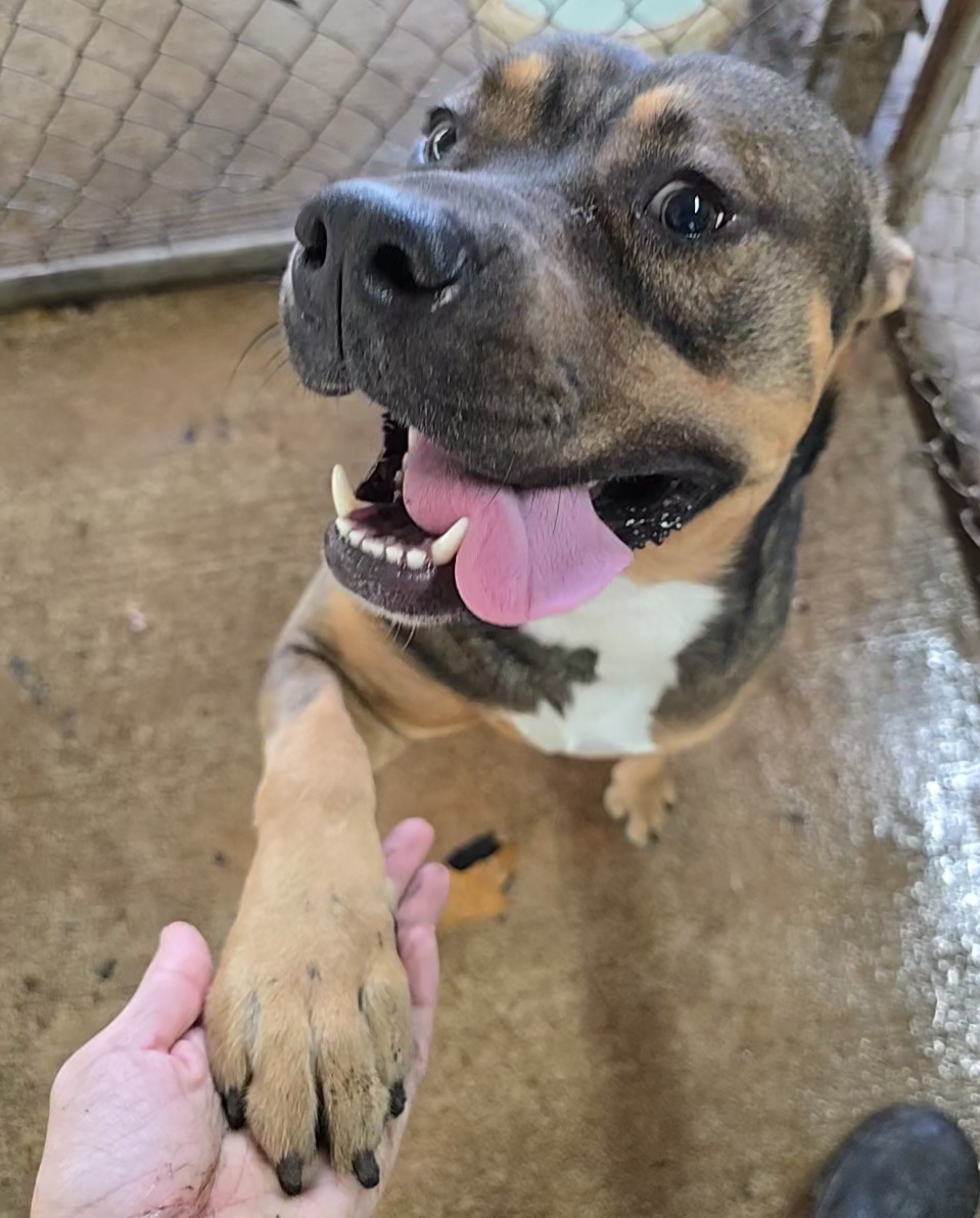 Enlarge Fisher, a Adoptable Mixed Breed in McCrory, AR image 2/5