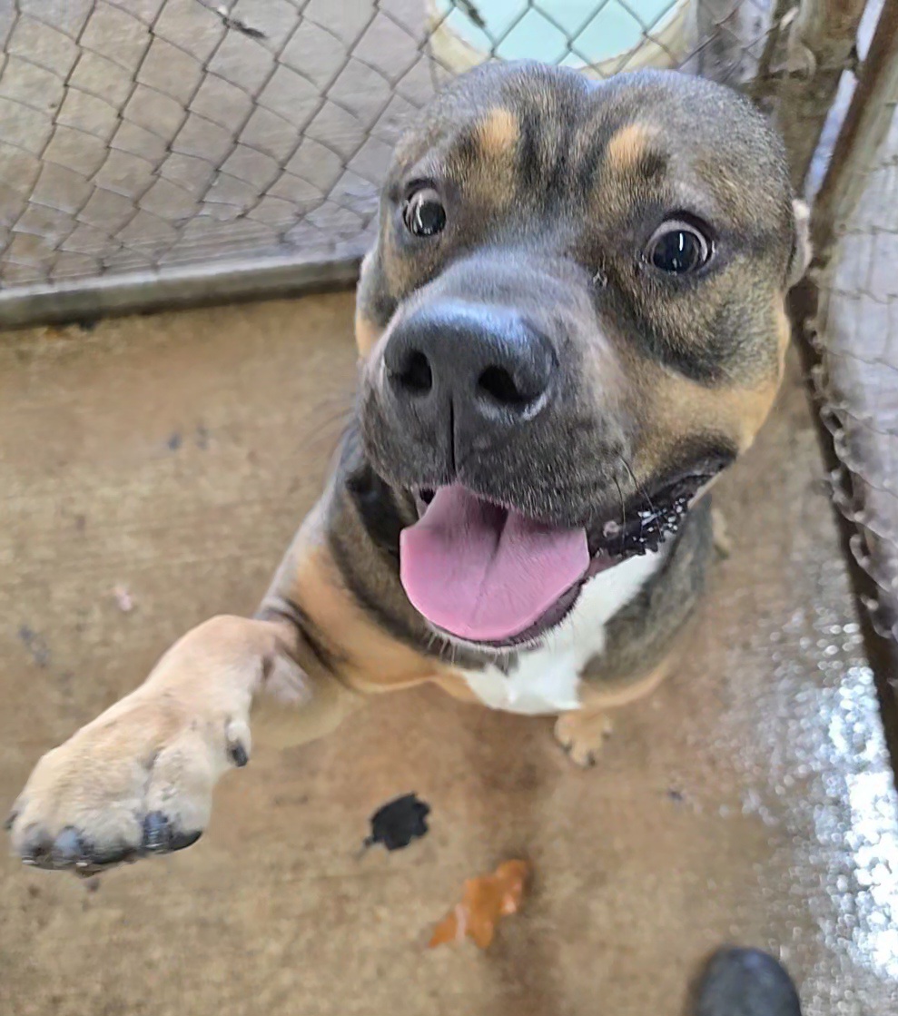 Enlarge Fisher, a Adoptable Mixed Breed in McCrory, AR image 3/5