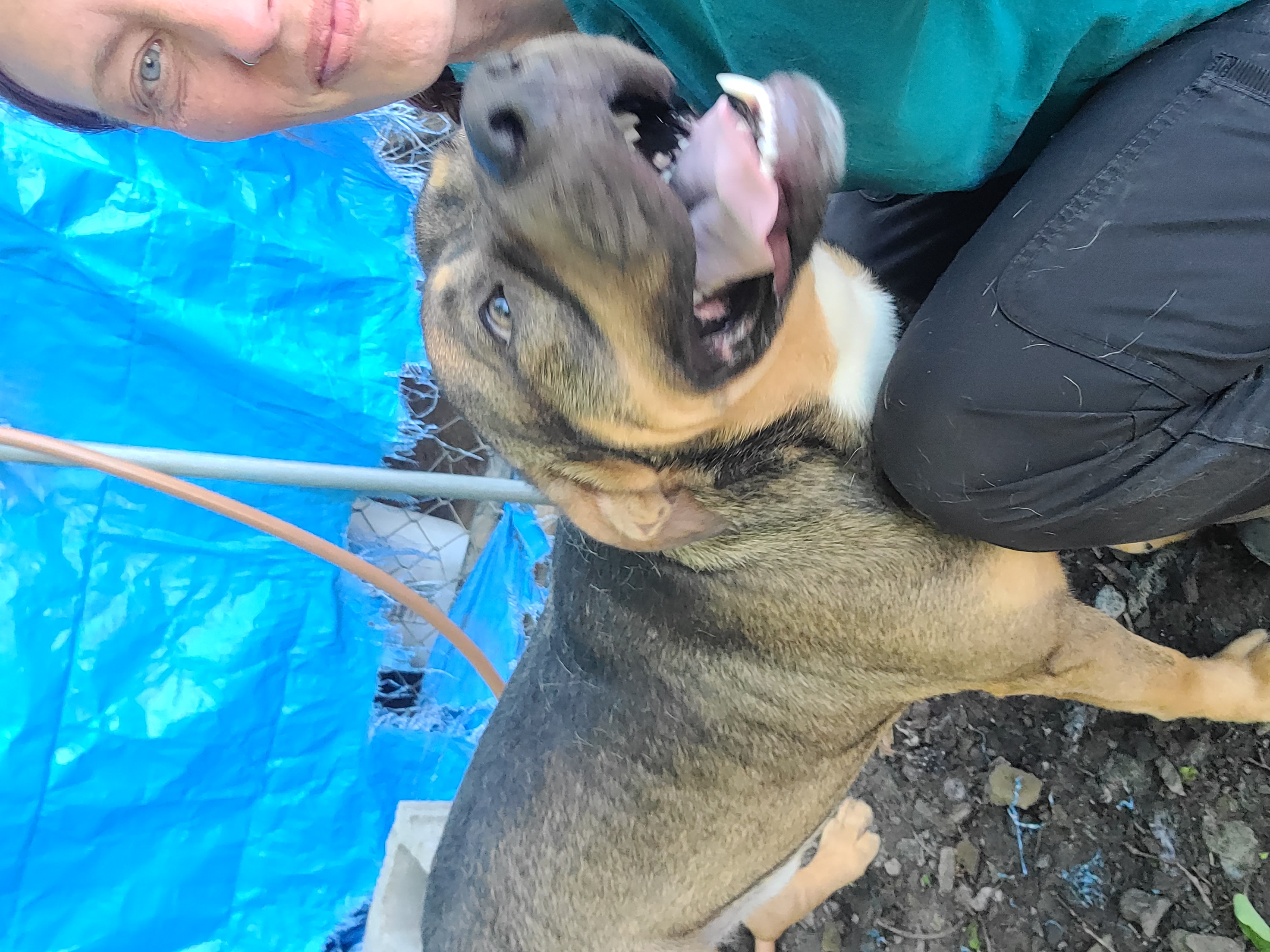 Enlarge Fisher, a Adoptable Mixed Breed in McCrory, AR image 4/5