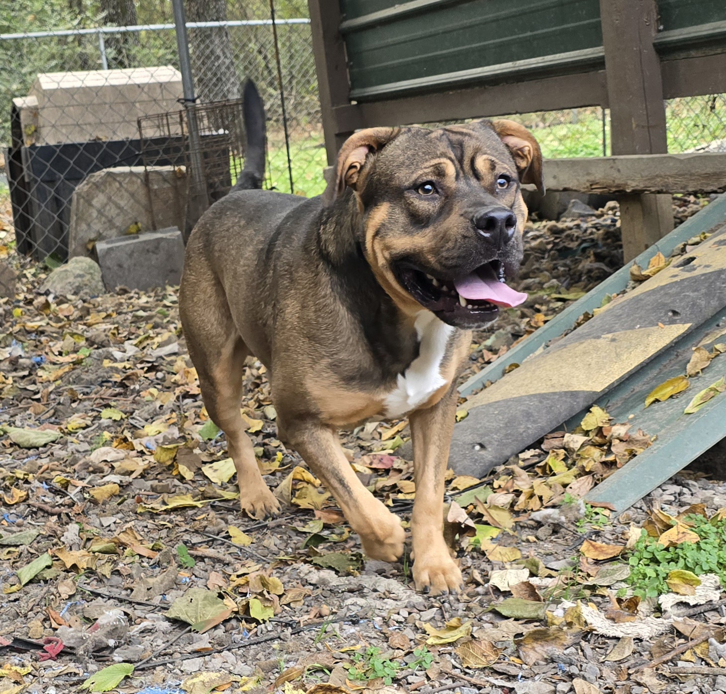 Enlarge Fisher, a Adoptable Mixed Breed in McCrory, AR image 1/5