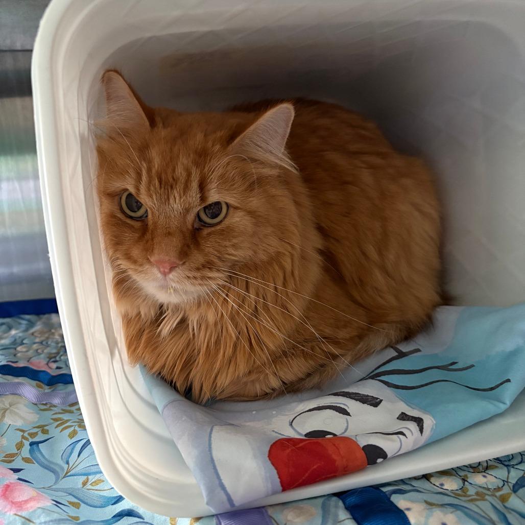 Enlarge Huron, a Adoptable Domestic Long Hair in Manhattan, KS image 1/1