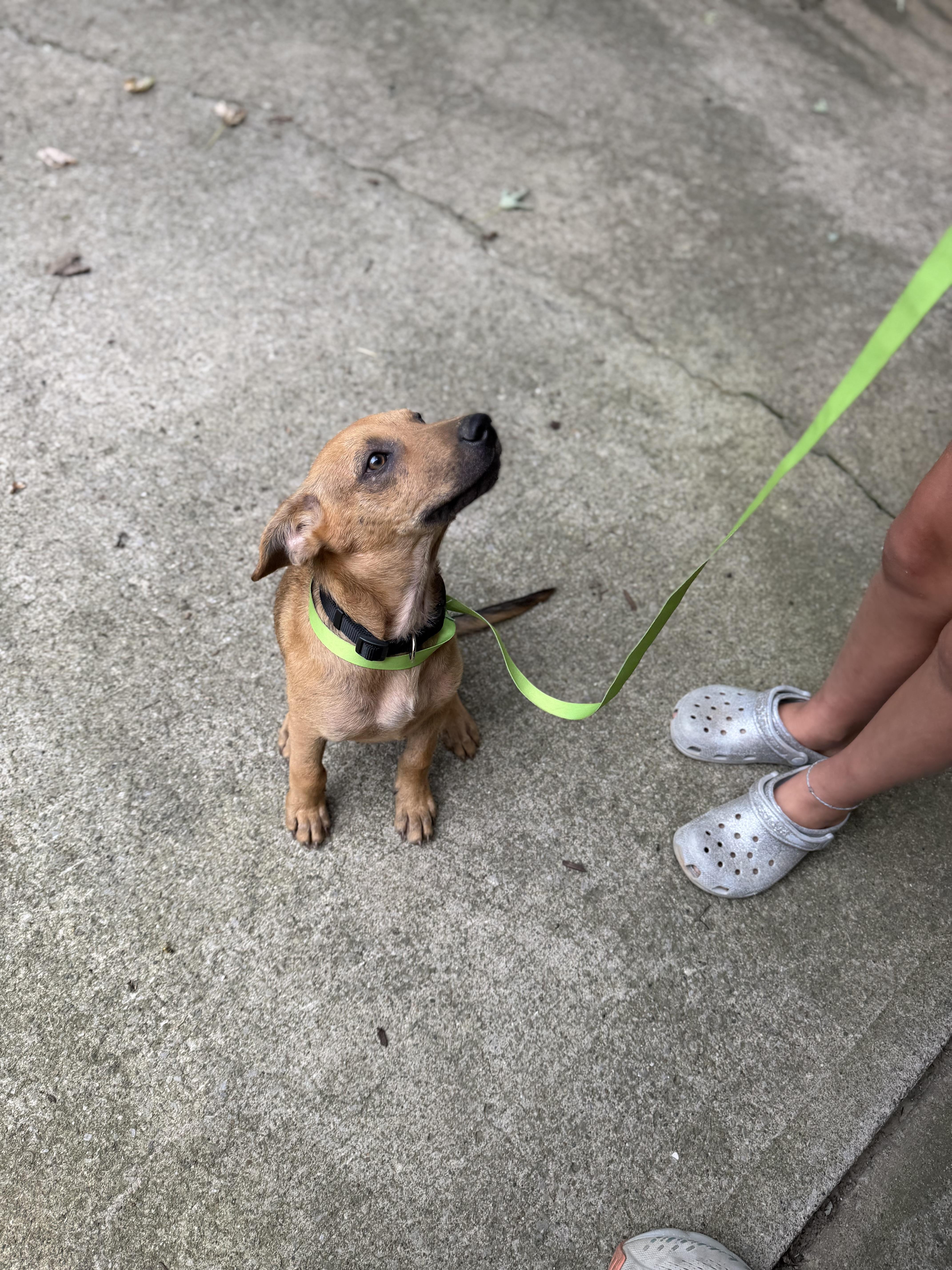 Enlarge Winston, an adopted Mixed Breed in Seville, OH image 2/6