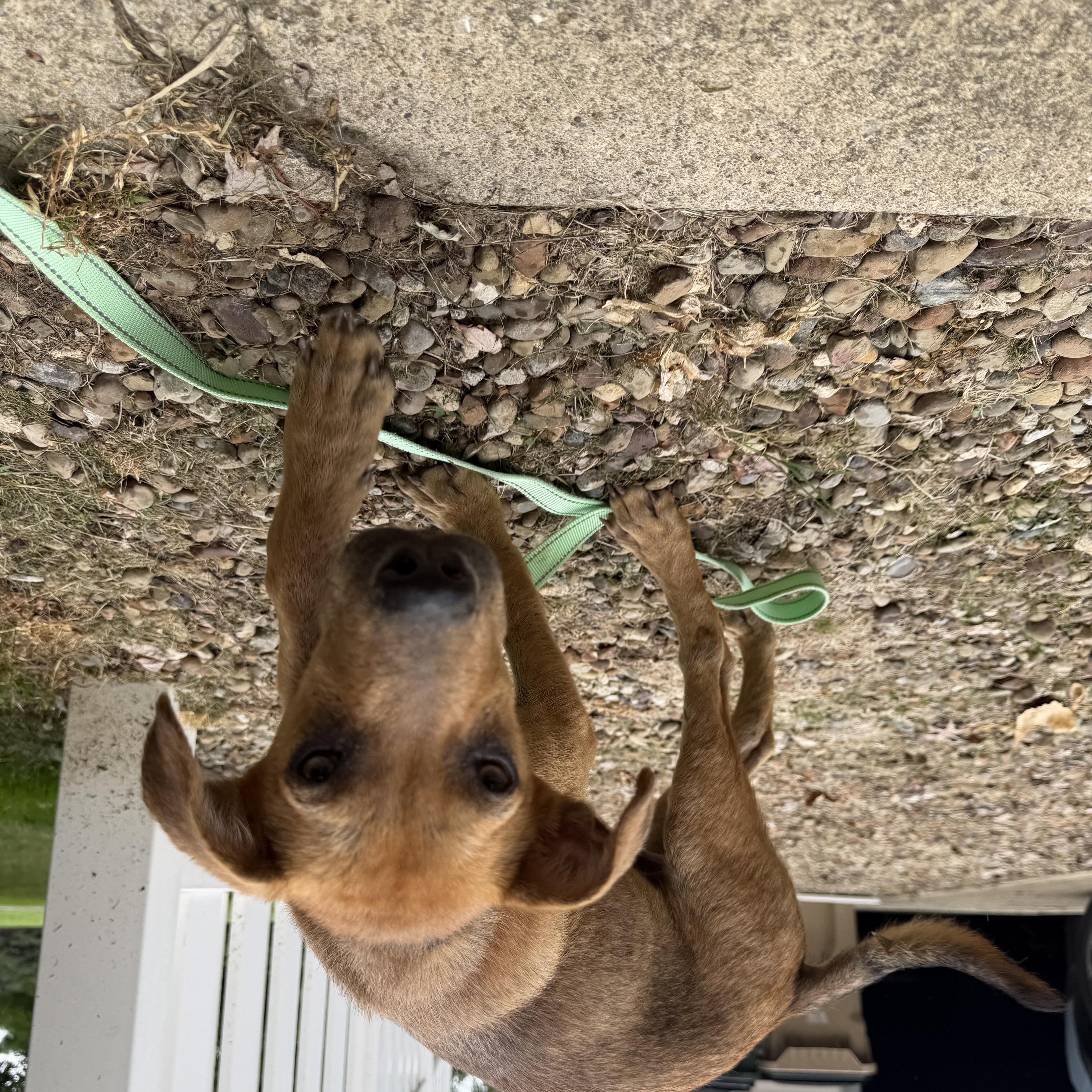 Enlarge Winston, an adopted Mixed Breed in Seville, OH image 5/6