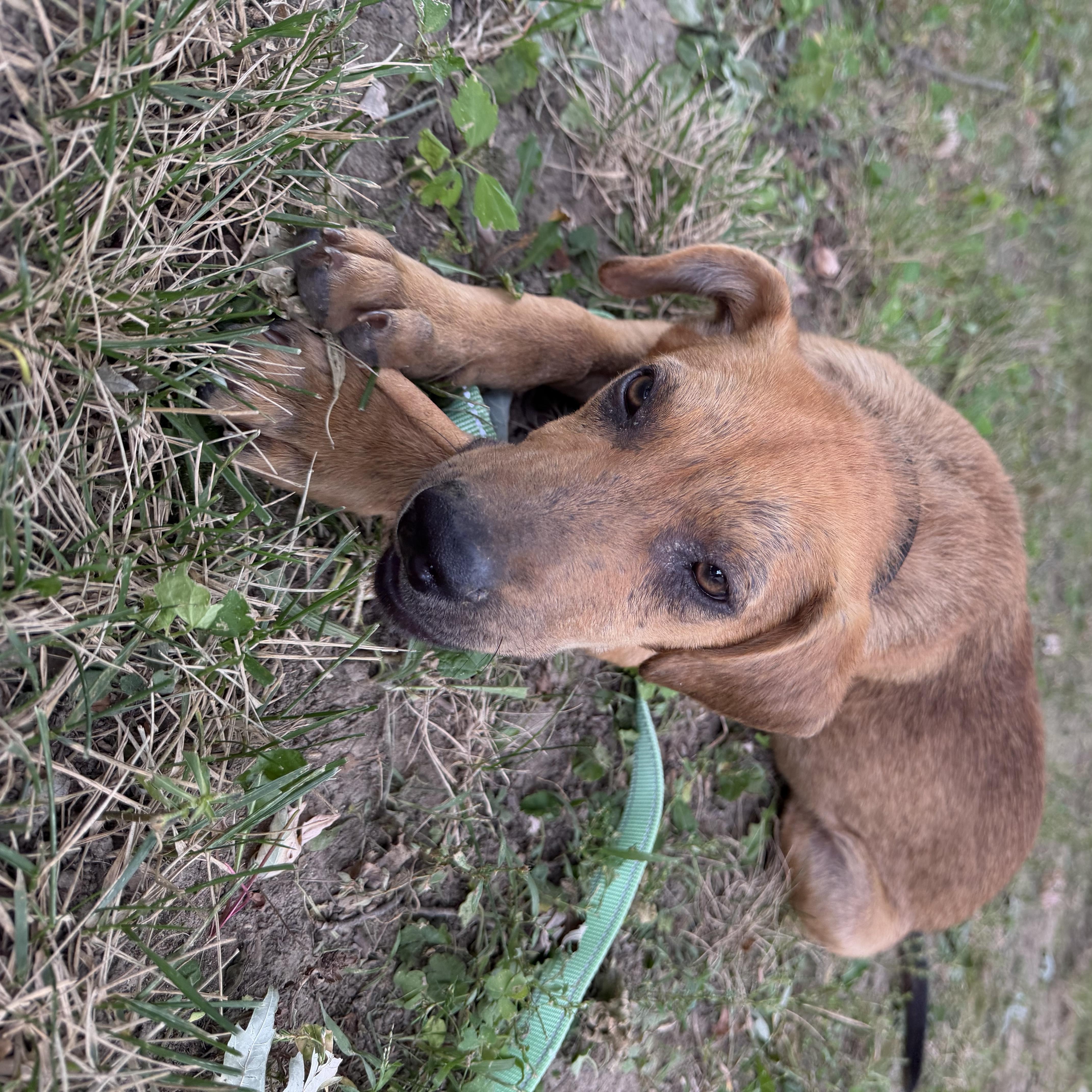 Enlarge Winston, an adopted Mixed Breed in Seville, OH image 4/6