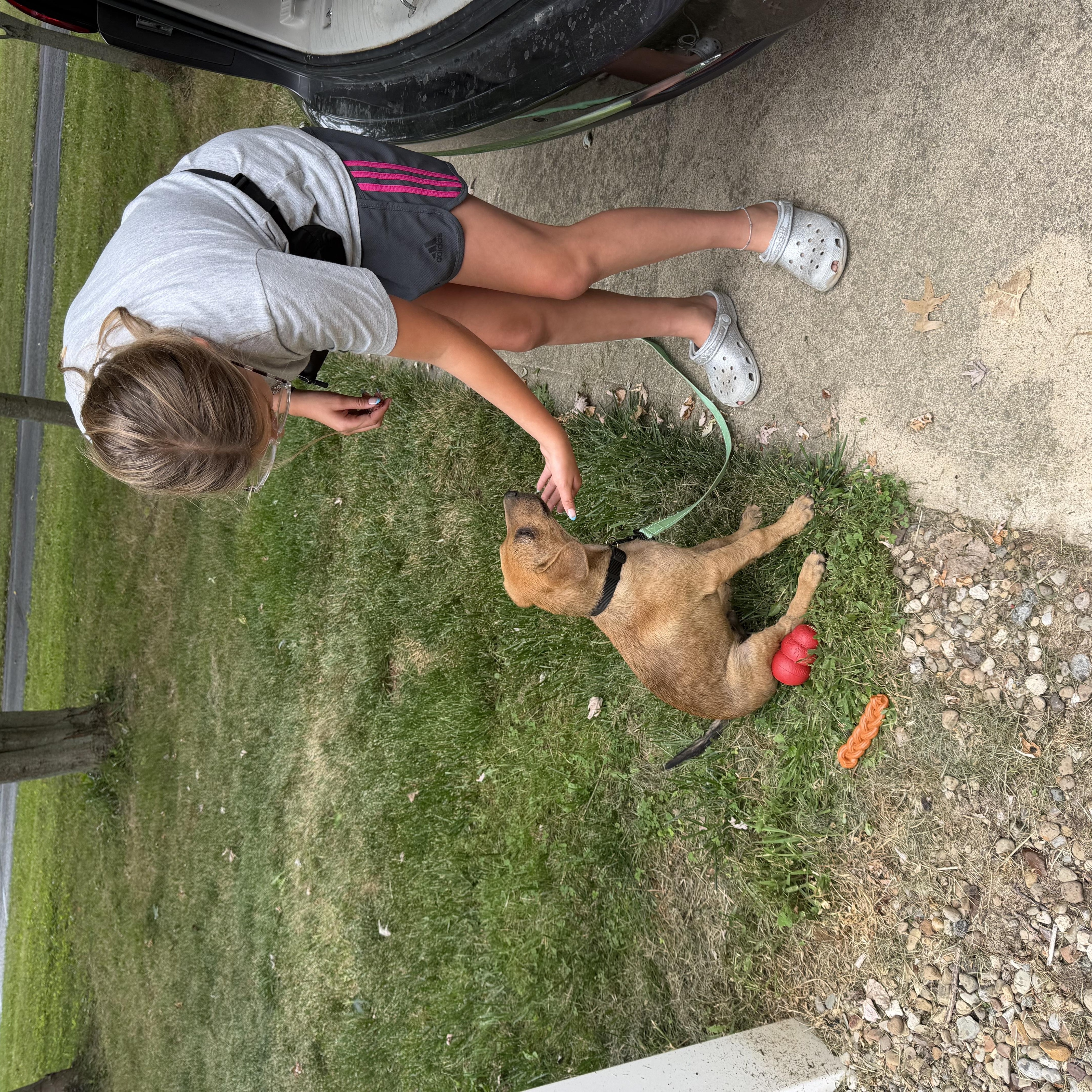 Enlarge Winston, an adopted Mixed Breed in Seville, OH image 3/6