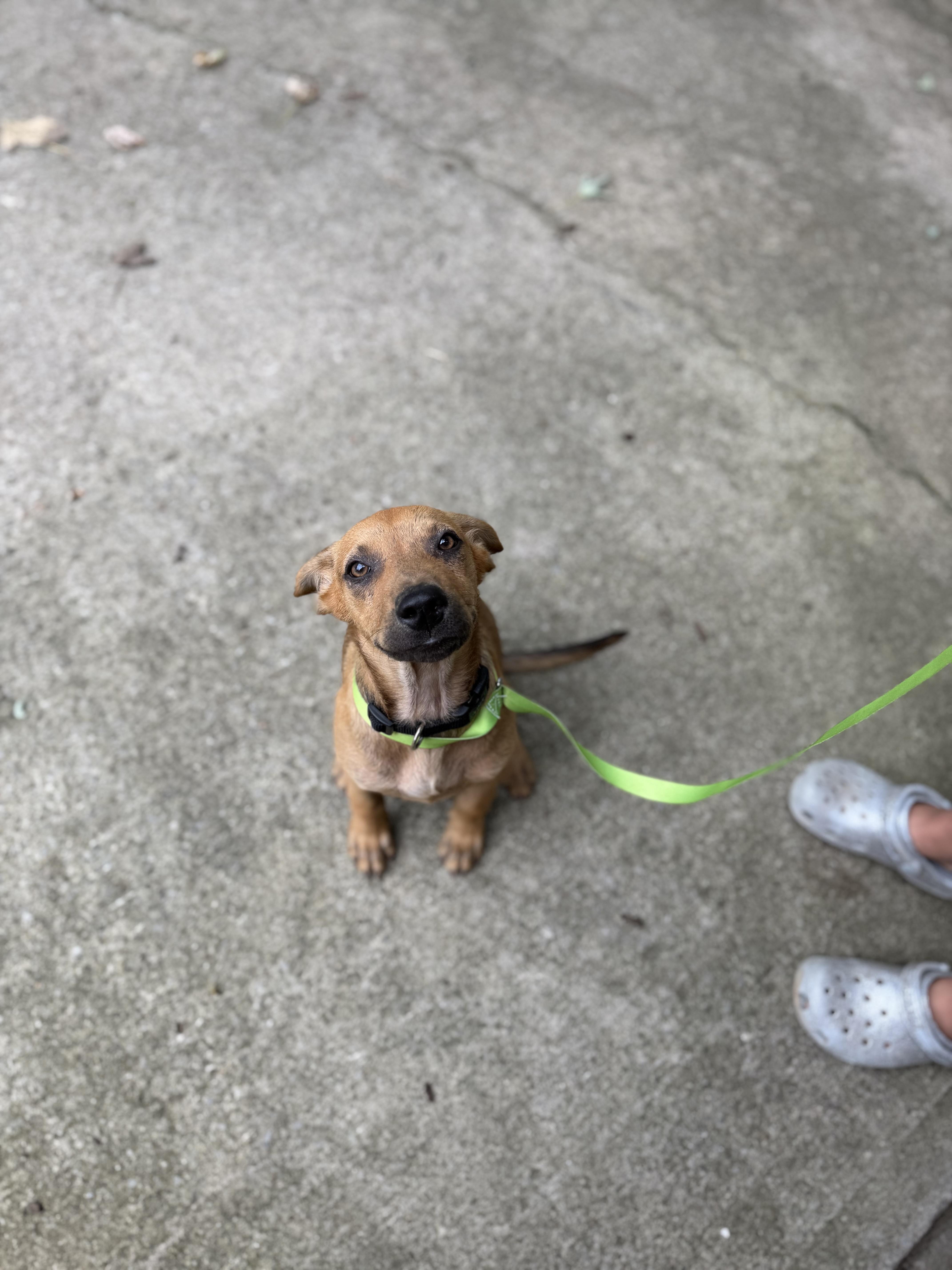 Enlarge Winston, an adopted Mixed Breed in Seville, OH image 1/6