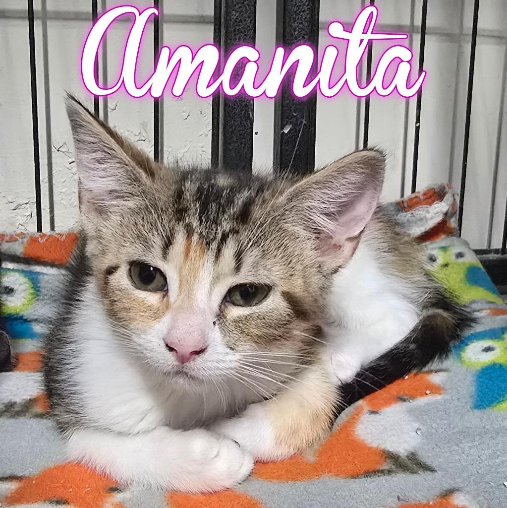Amanita, Adoptable, Kitten Female Domestic Short Hair.
