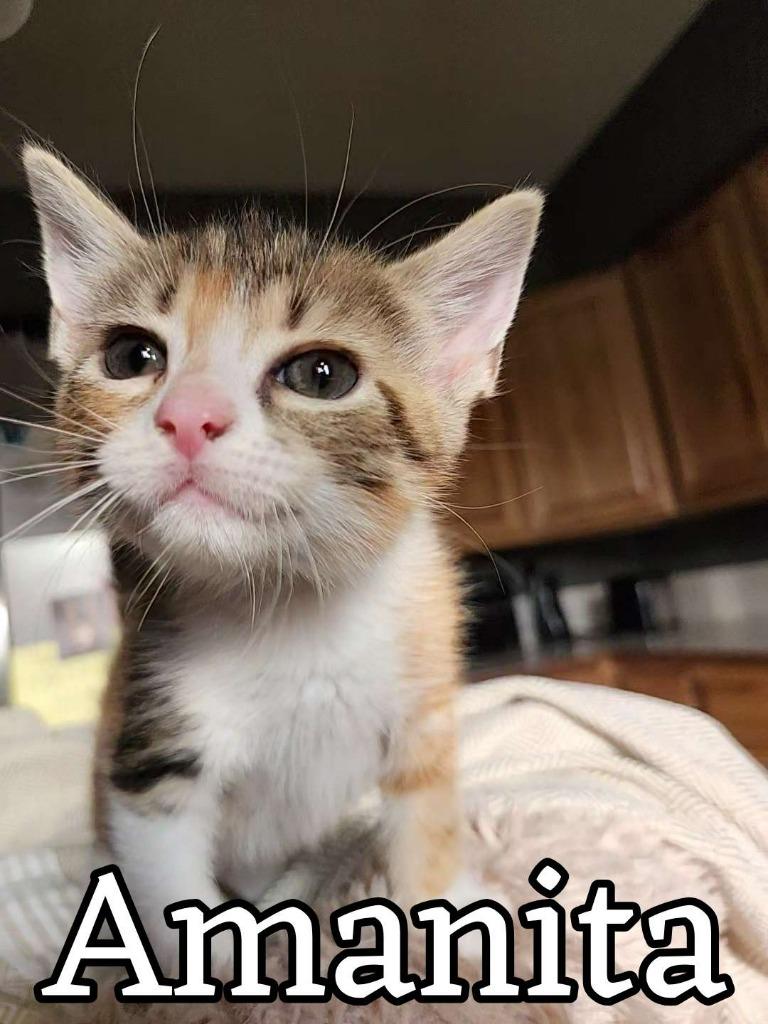 Enlarge Amanita, a Adoptable Domestic Short Hair in Hillsboro, OH image 2/3