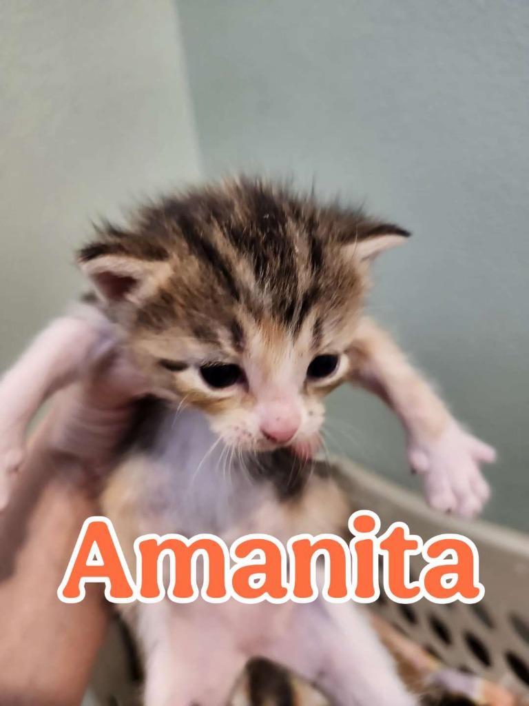 Enlarge Amanita, a Adoptable Domestic Short Hair in Hillsboro, OH image 3/3