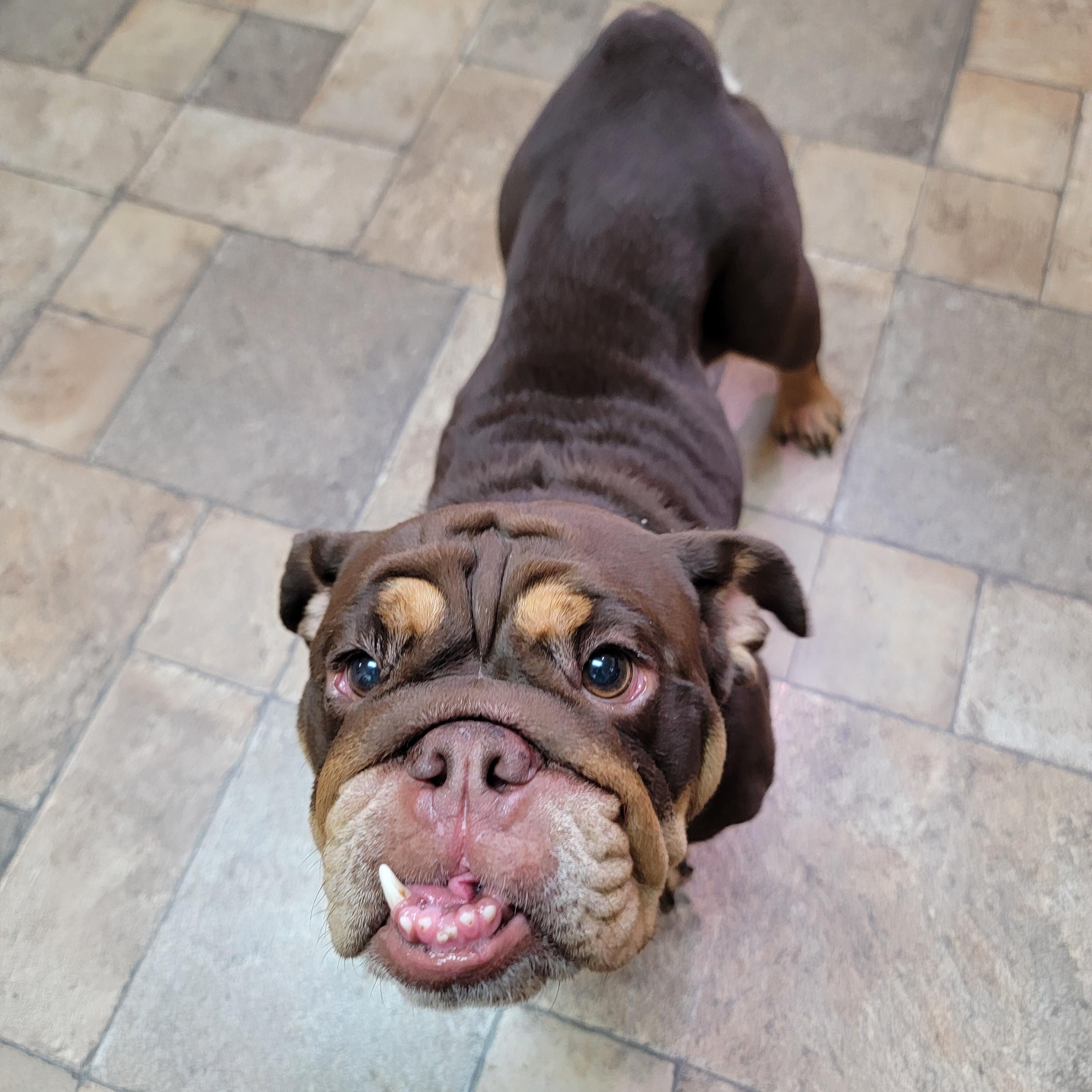 Enlarge Rolo, an adopted mixed breed in Joliet, IL image 6/6