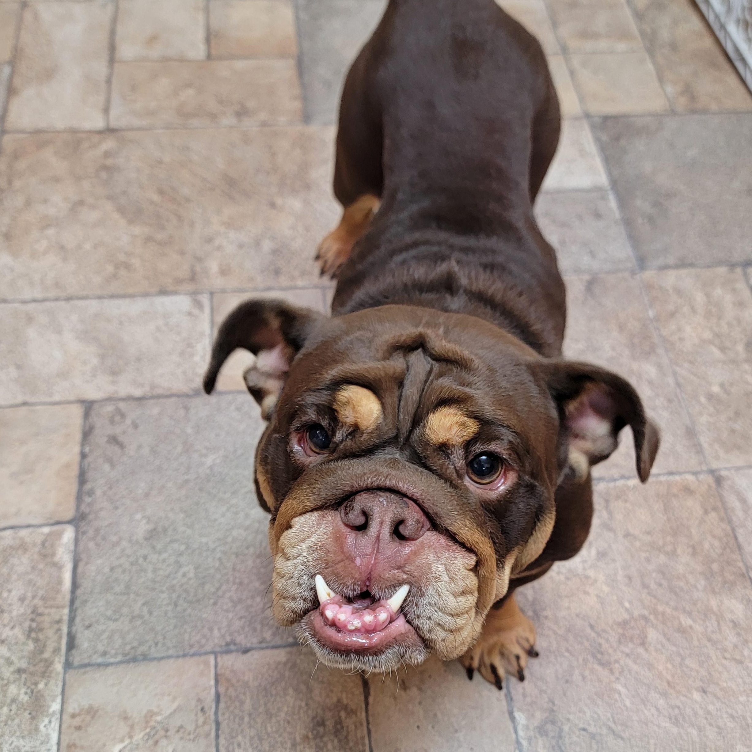 Rolo, adopted, Adult Female Bulldog.