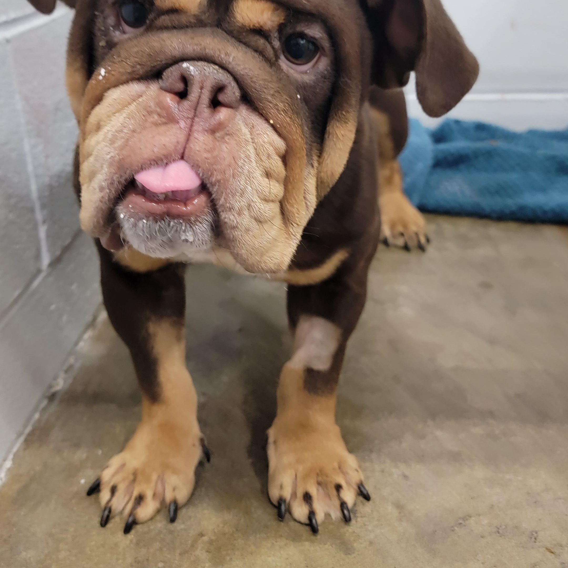 Enlarge Rolo, an adopted mixed breed in Joliet, IL image 4/6