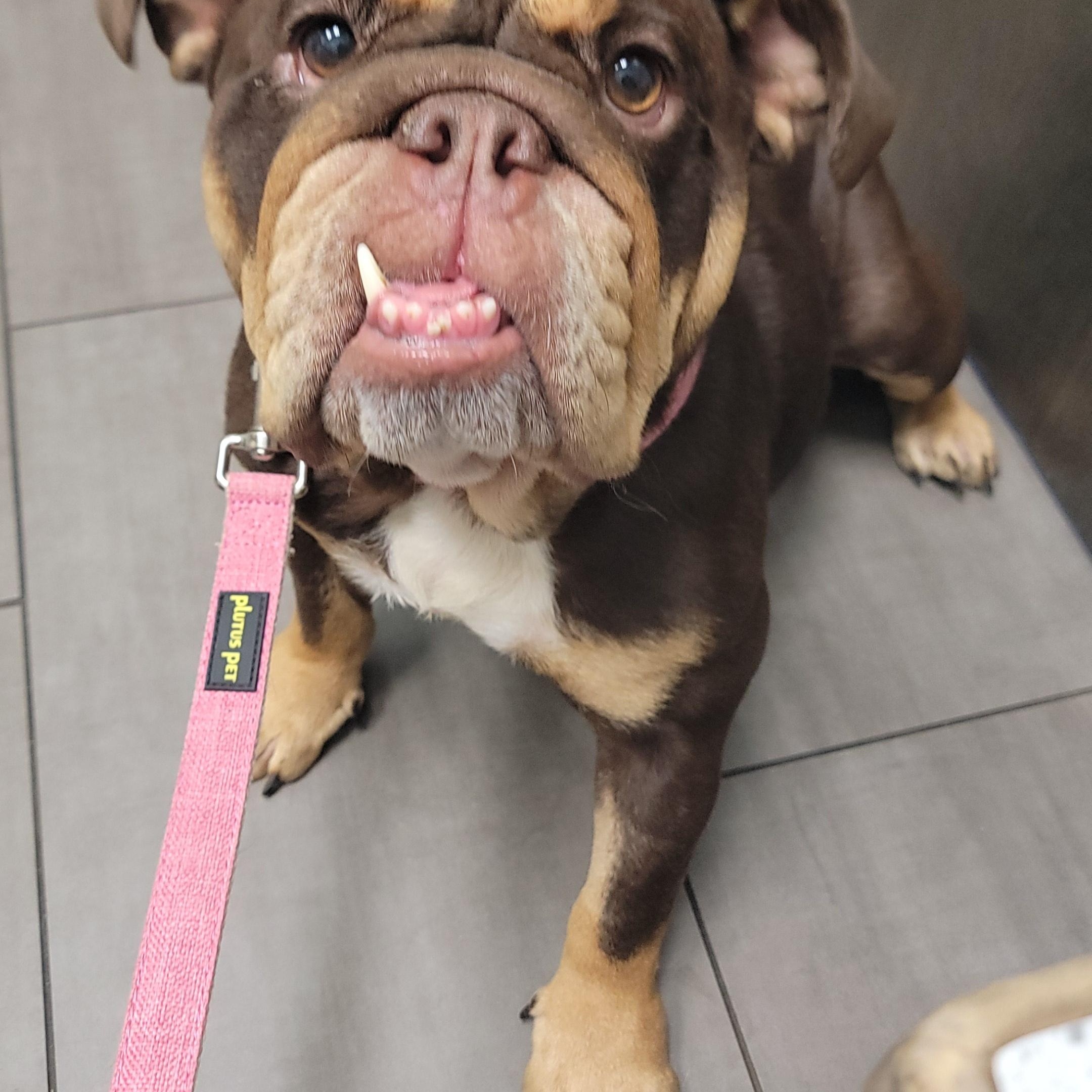 Enlarge Rolo, an adopted mixed breed in Joliet, IL image 2/6