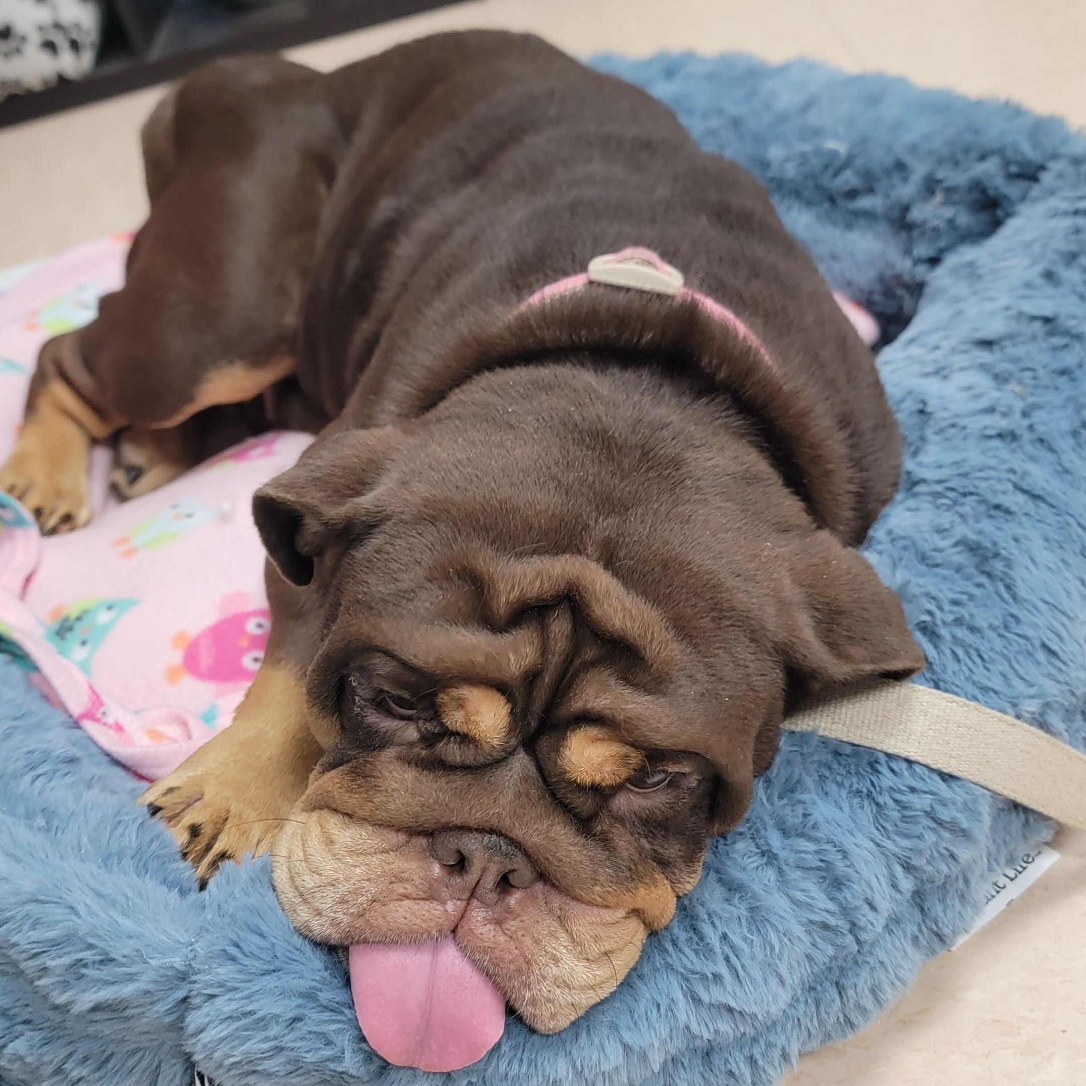 Enlarge Rolo, an adopted mixed breed in Joliet, IL image 5/6