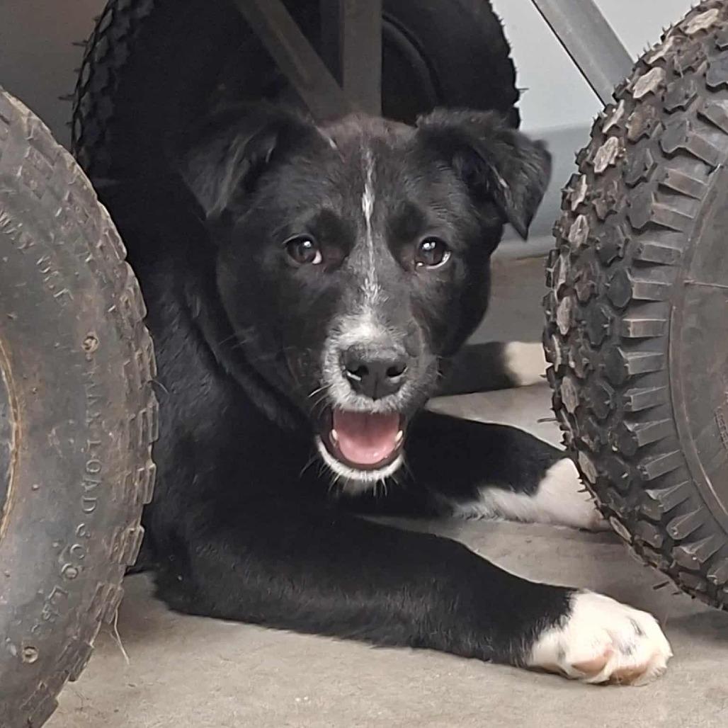 Benedict, Adoptable, Puppy Male Bernese Mountain Dog.