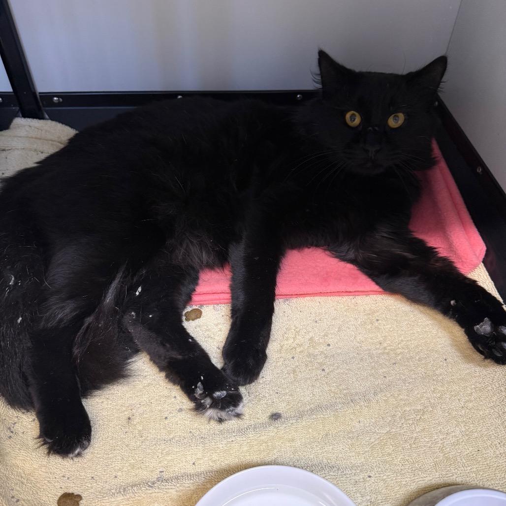 Edward Scissorhands, Adoptable, Adult Male Domestic Long Hair.