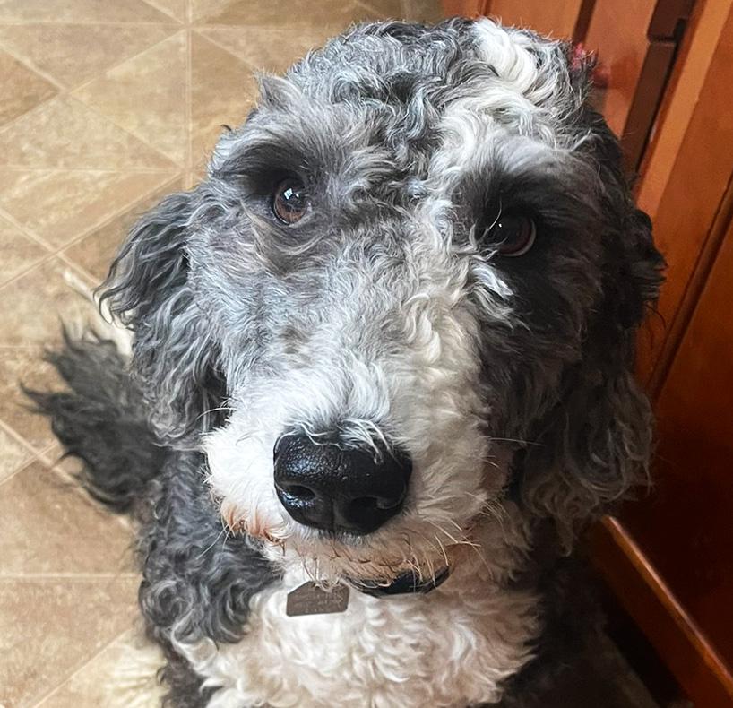 Enlarge Cleopatra, a ADOPTABLE mixed breed in Lincoln, MA image 2/2