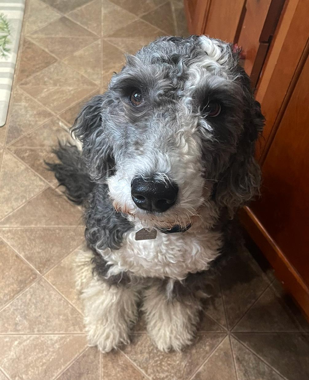 Cleopatra, ADOPTABLE, Adult Female Old English Sheepdog & Standard Poodle.