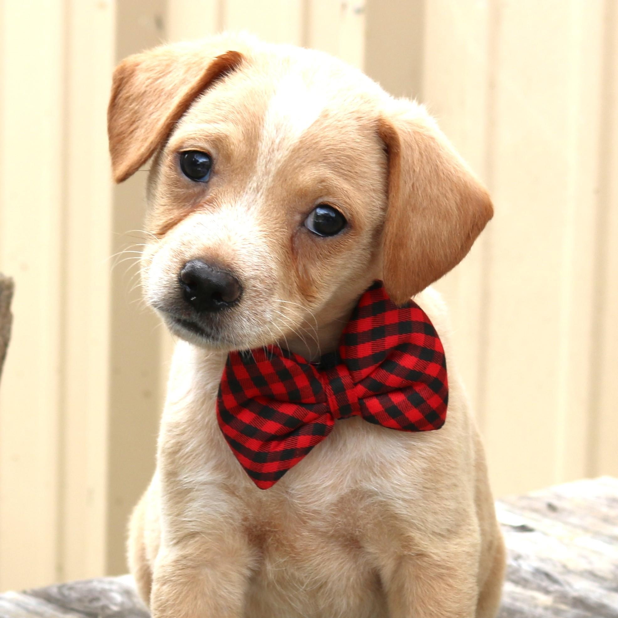 Cosmo, a ADOPTABLE mixed breed in Bandera, TX image 3/4