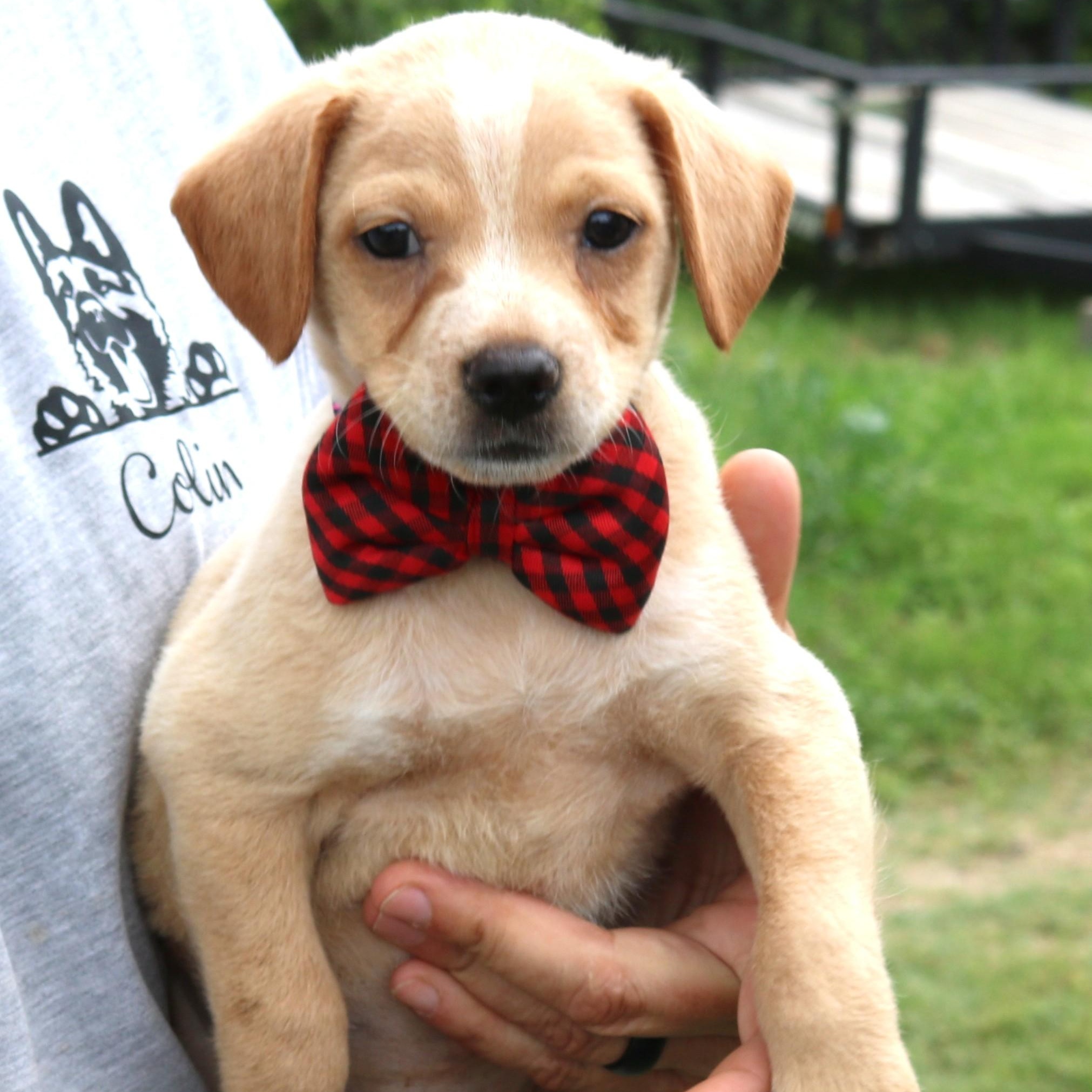 Cosmo, a ADOPTABLE mixed breed in Bandera, TX image 2/4