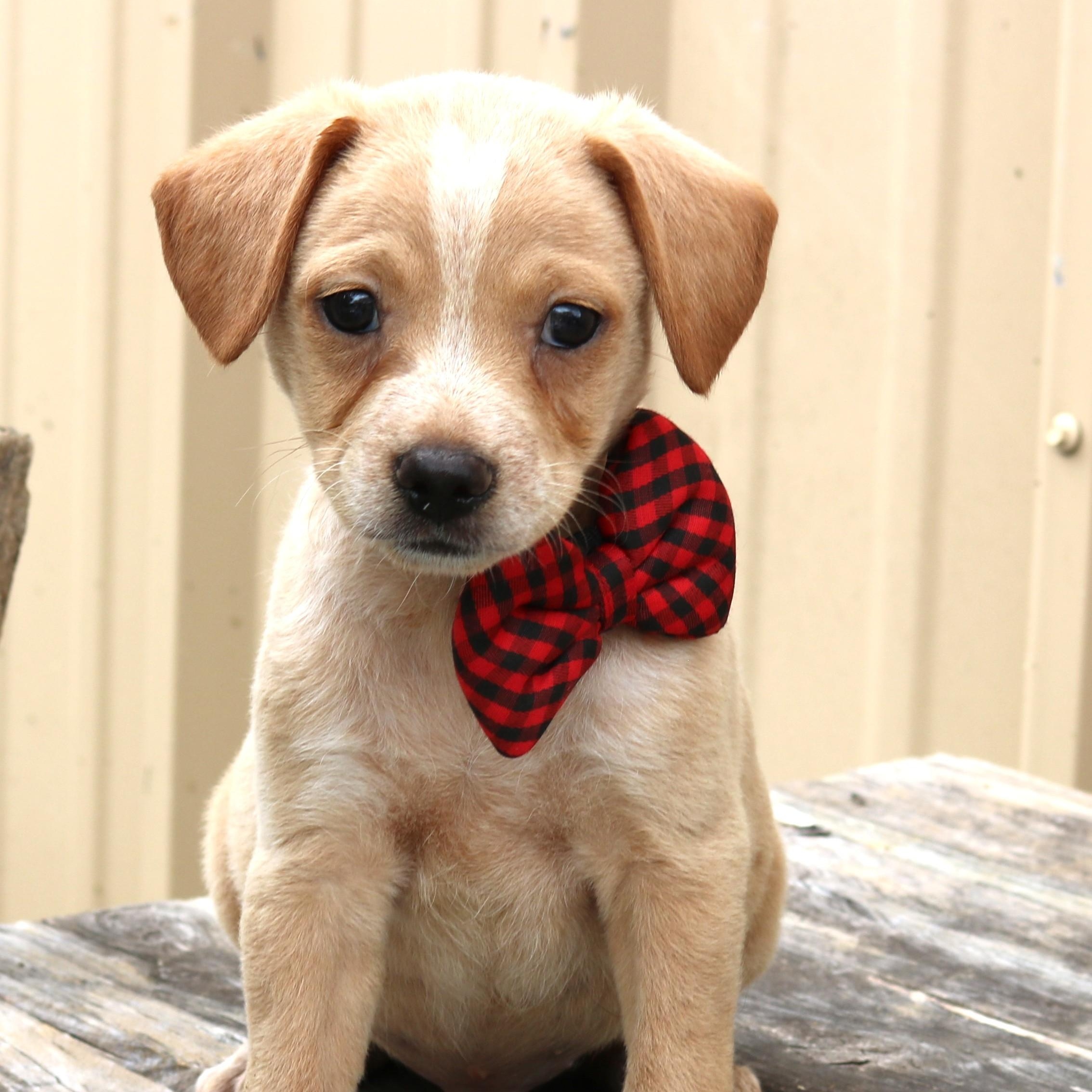 Cosmo, a ADOPTABLE mixed breed in Bandera, TX image 4/4