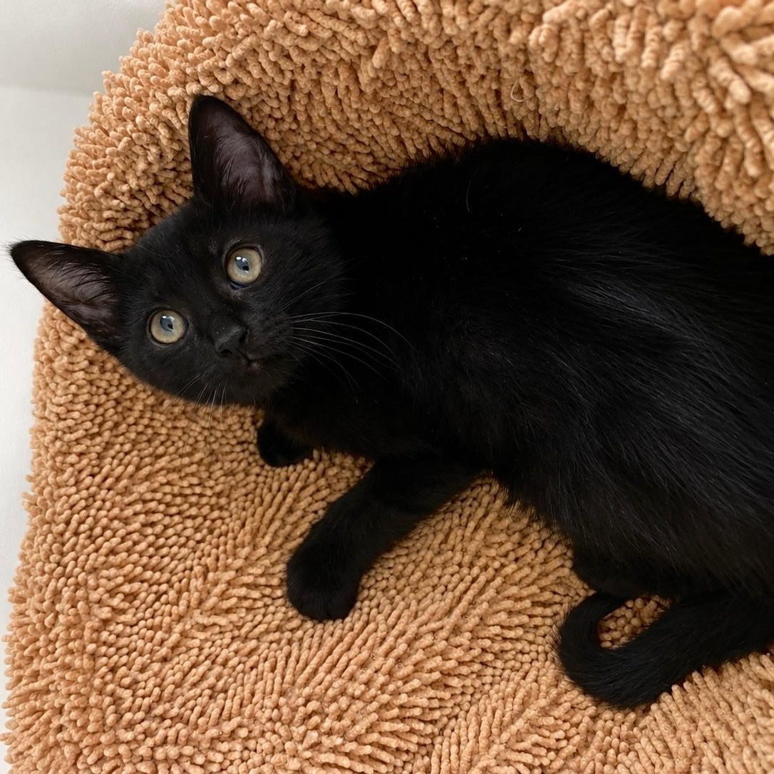 Enlarge Theo, a ADOPTABLE Domestic Short Hair in Hartford, CT image 3/3