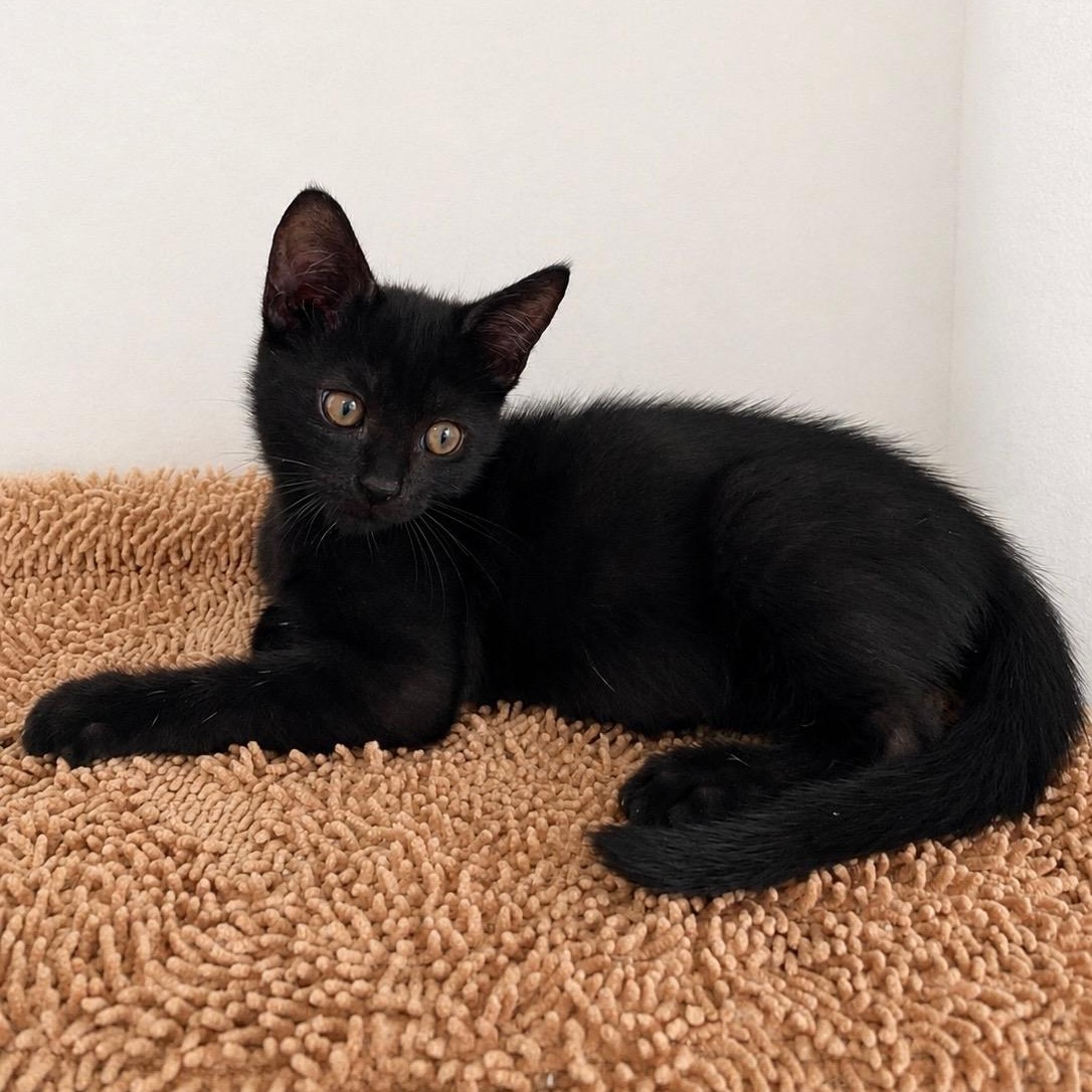 Enlarge Theo, a ADOPTABLE Domestic Short Hair in Hartford, CT image 2/3