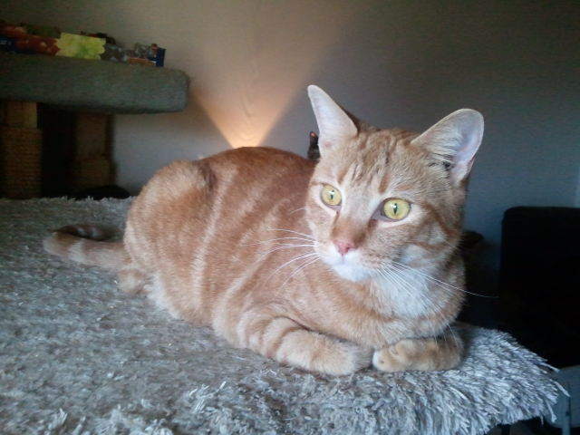 Enlarge Coppurr, a Adoptable mixed breed in Cookeville, TN image 8/12