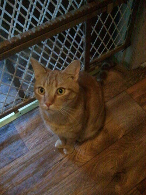 Enlarge Coppurr, a Adoptable mixed breed in Cookeville, TN image 10/12