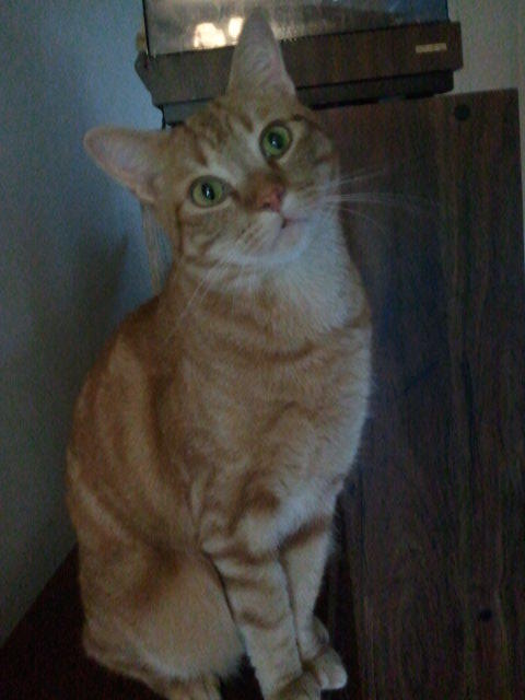 Coppurr, a Adoptable mixed breed in Cookeville, TN image 1/12