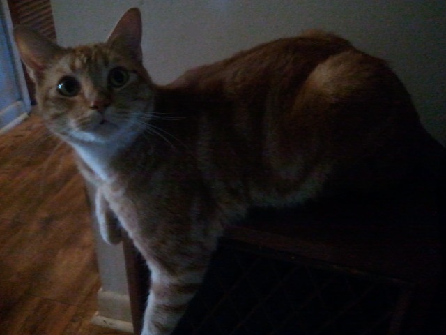 Enlarge Coppurr, a Adoptable mixed breed in Cookeville, TN image 11/12