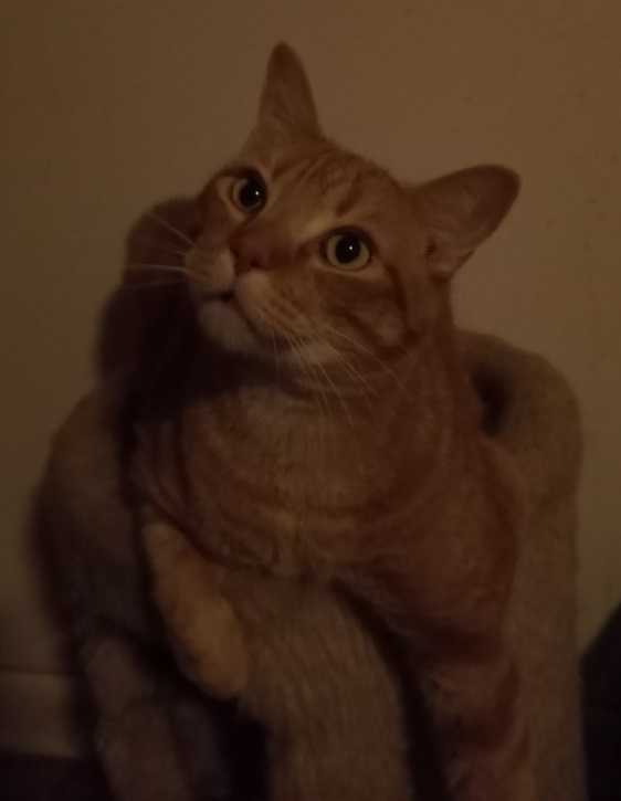 Enlarge Coppurr, a Adoptable mixed breed in Cookeville, TN image 12/12