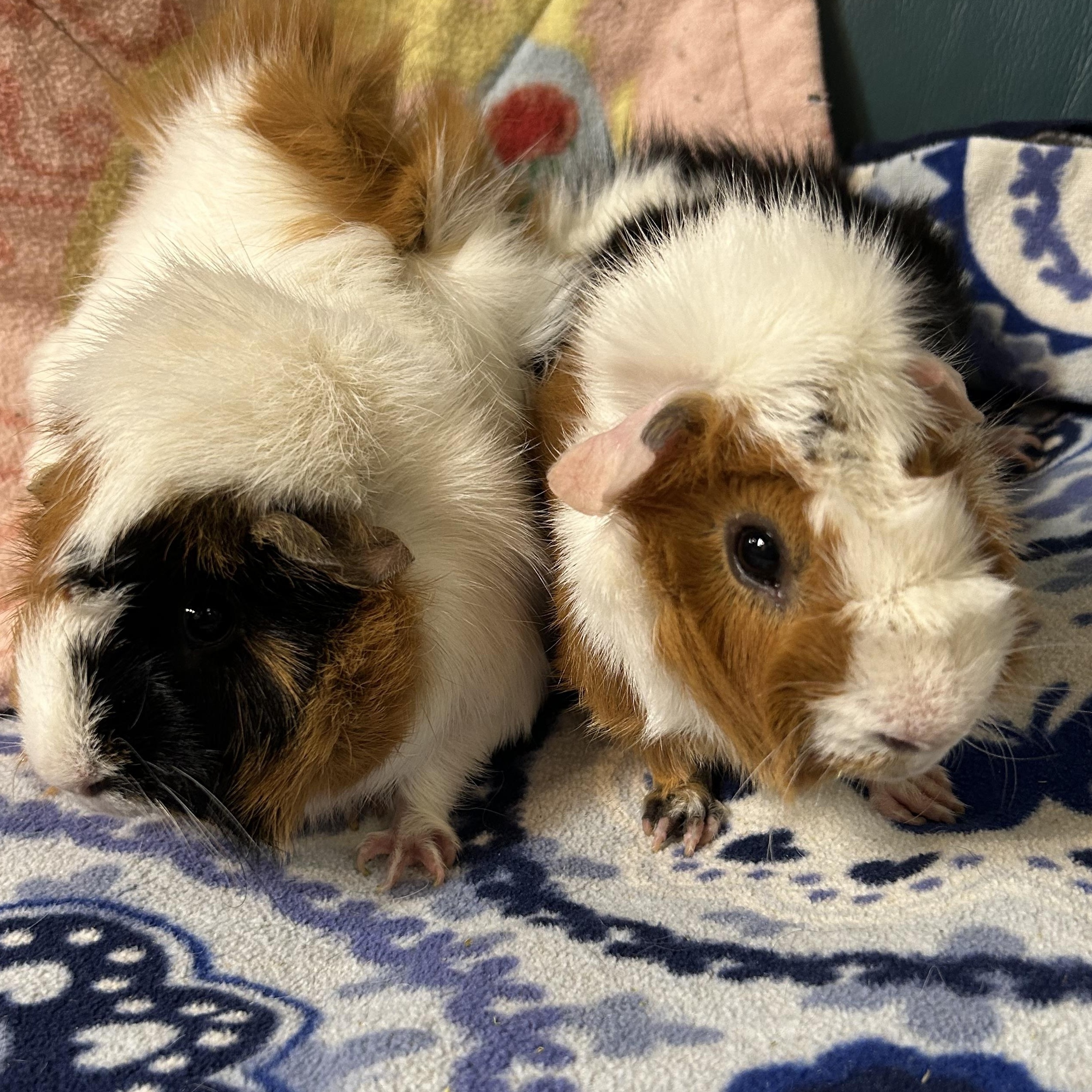 Enlarge Sugar Balls, a Adoptable Abyssinian in Hendersonville, NC image 3/3