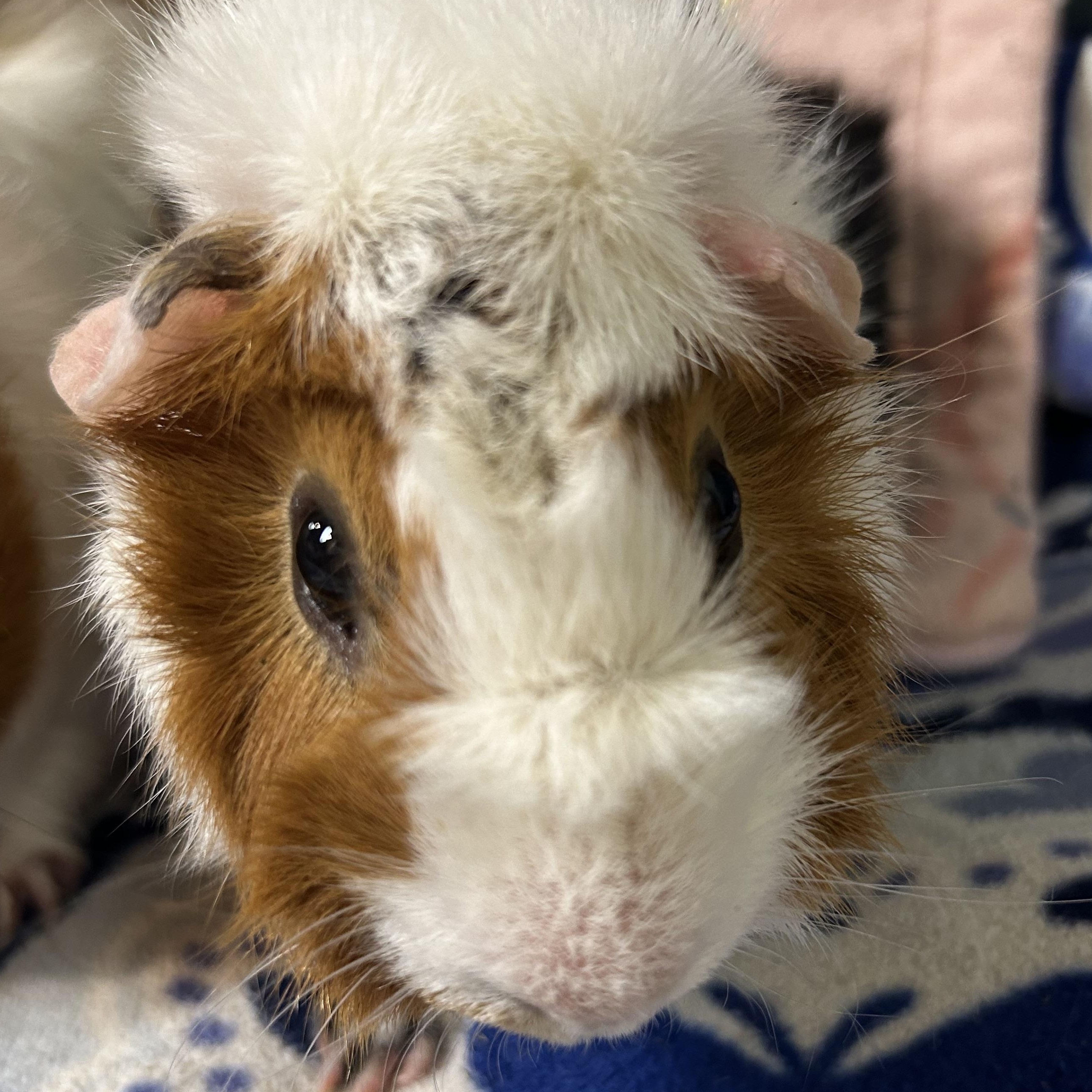 Sugar Balls, Adoptable, Adult Female Abyssinian.