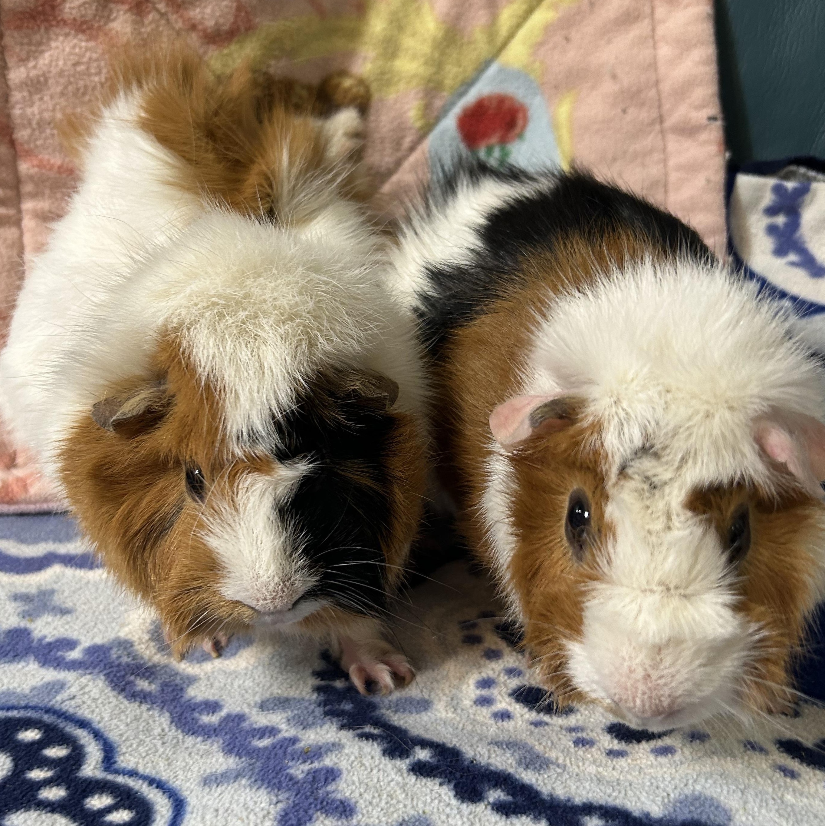 Enlarge Sugar Balls, a Adoptable Abyssinian in Hendersonville, NC image 2/3