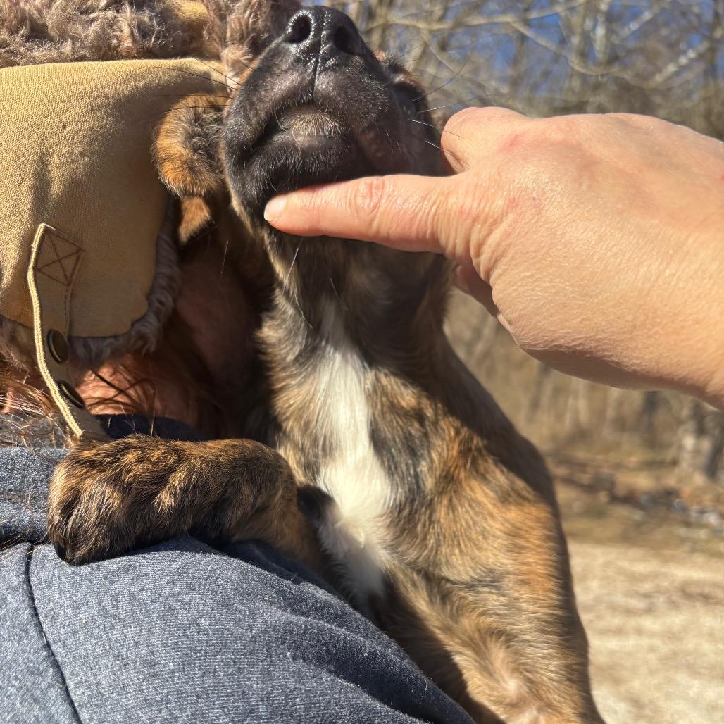 Enlarge Paprika, a Adoptable Mixed Breed in Red House, WV image 1/5