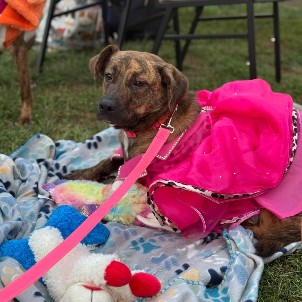 Enlarge Paprika, a Adoptable Mixed Breed in Red House, WV image 2/5