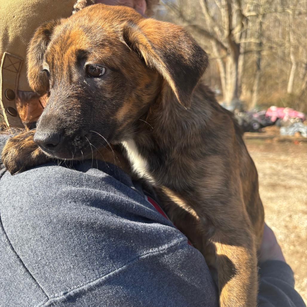 Enlarge Paprika, a Adoptable Mixed Breed in Red House, WV image 3/5