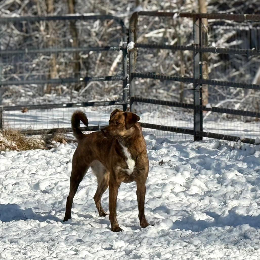 Enlarge Paprika, a Adoptable Mixed Breed in Red House, WV image 4/5