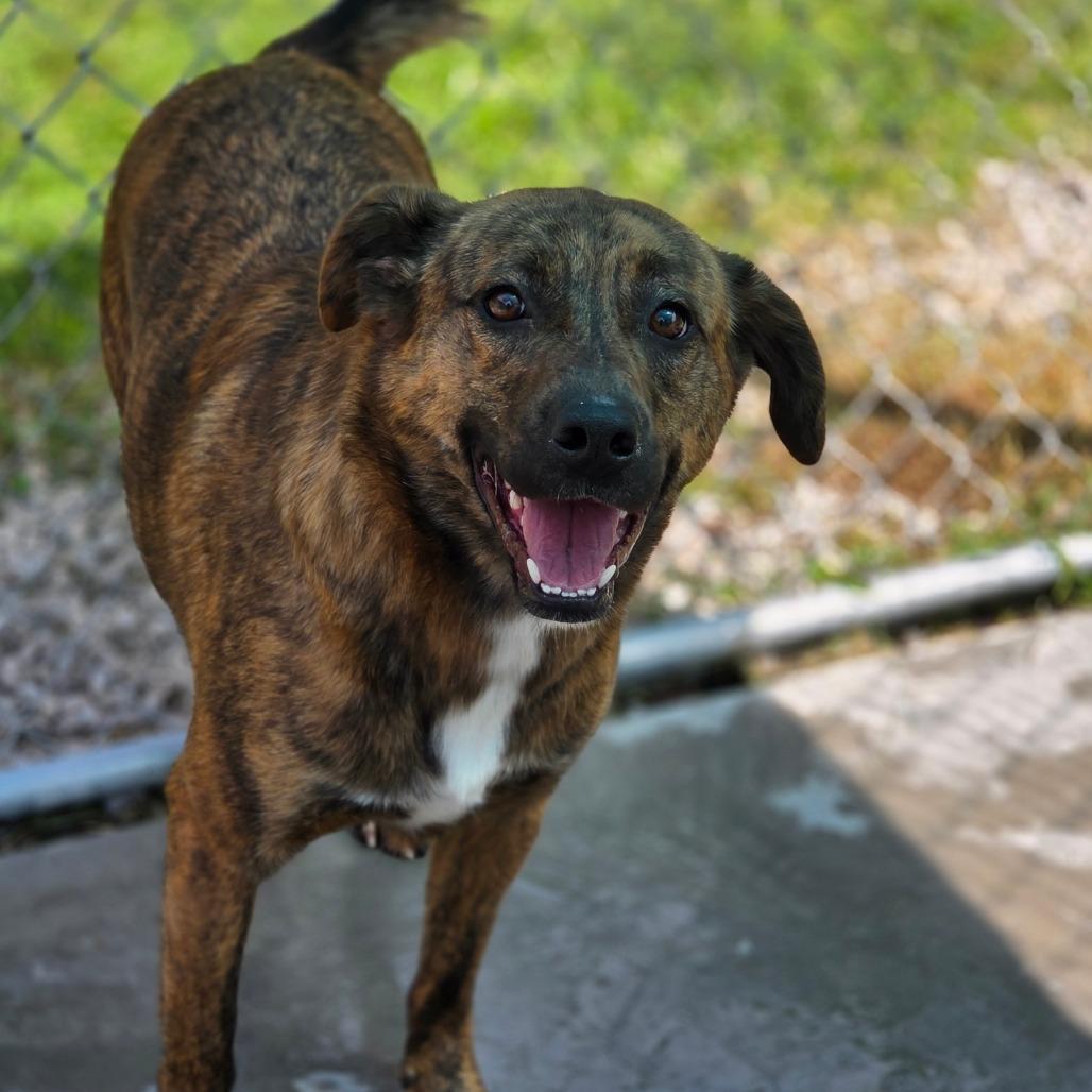 Enlarge Paprika, a Adoptable Mixed Breed in Red House, WV image 5/5