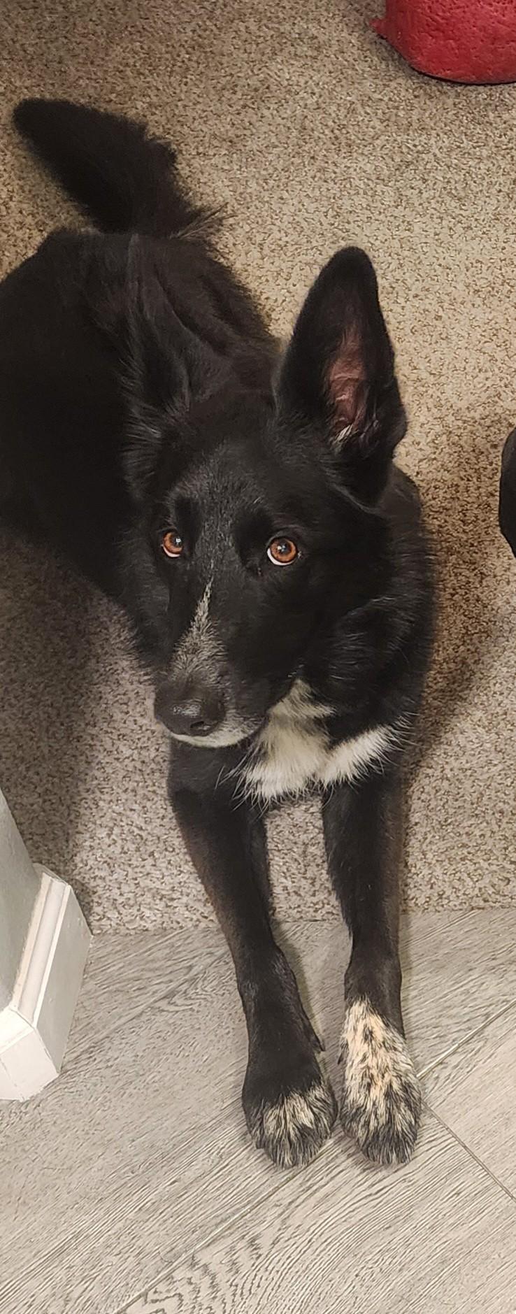 Mia, Adopted, Young Female Border Collie.